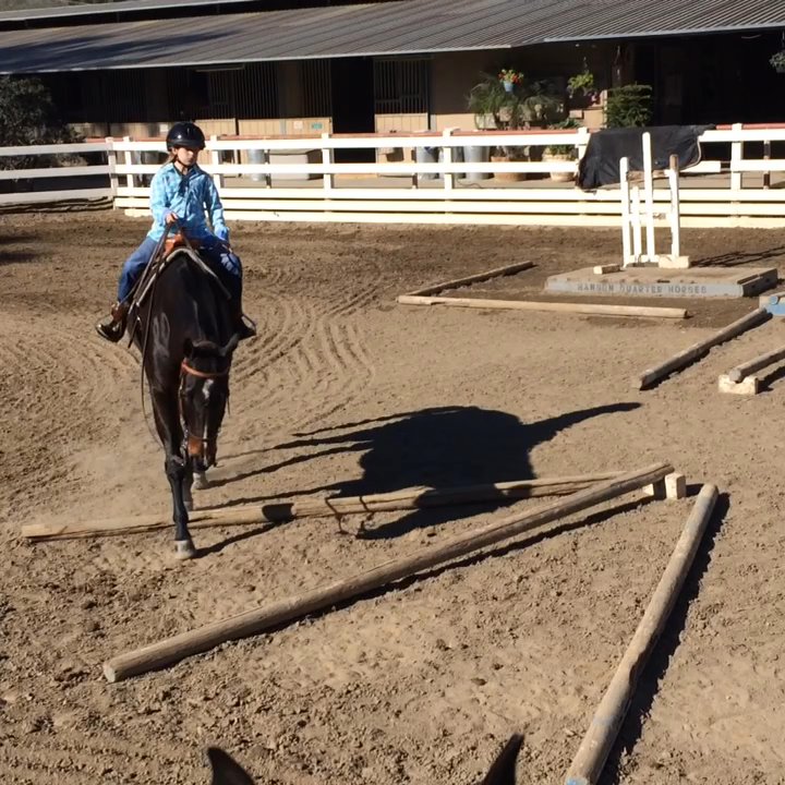 Kb Performance Horses - 40 pound Haley riding the trail course! - Pet Training Near Me - Newport Beach, California