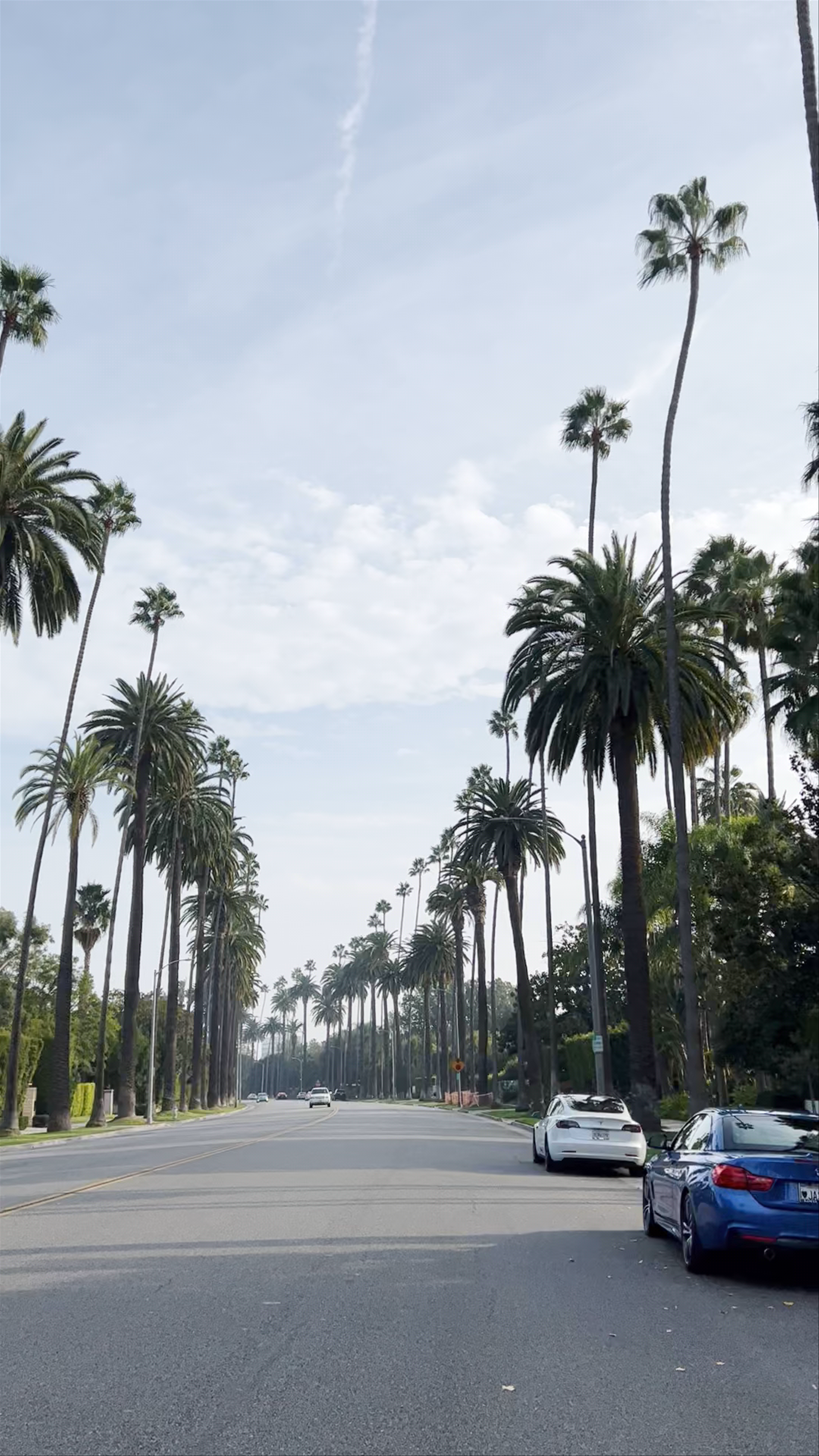 Sunlit Palm-Lined Drive in Beverly Hills