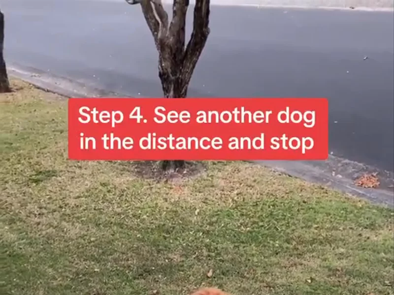 Walkies with Furry Nomad