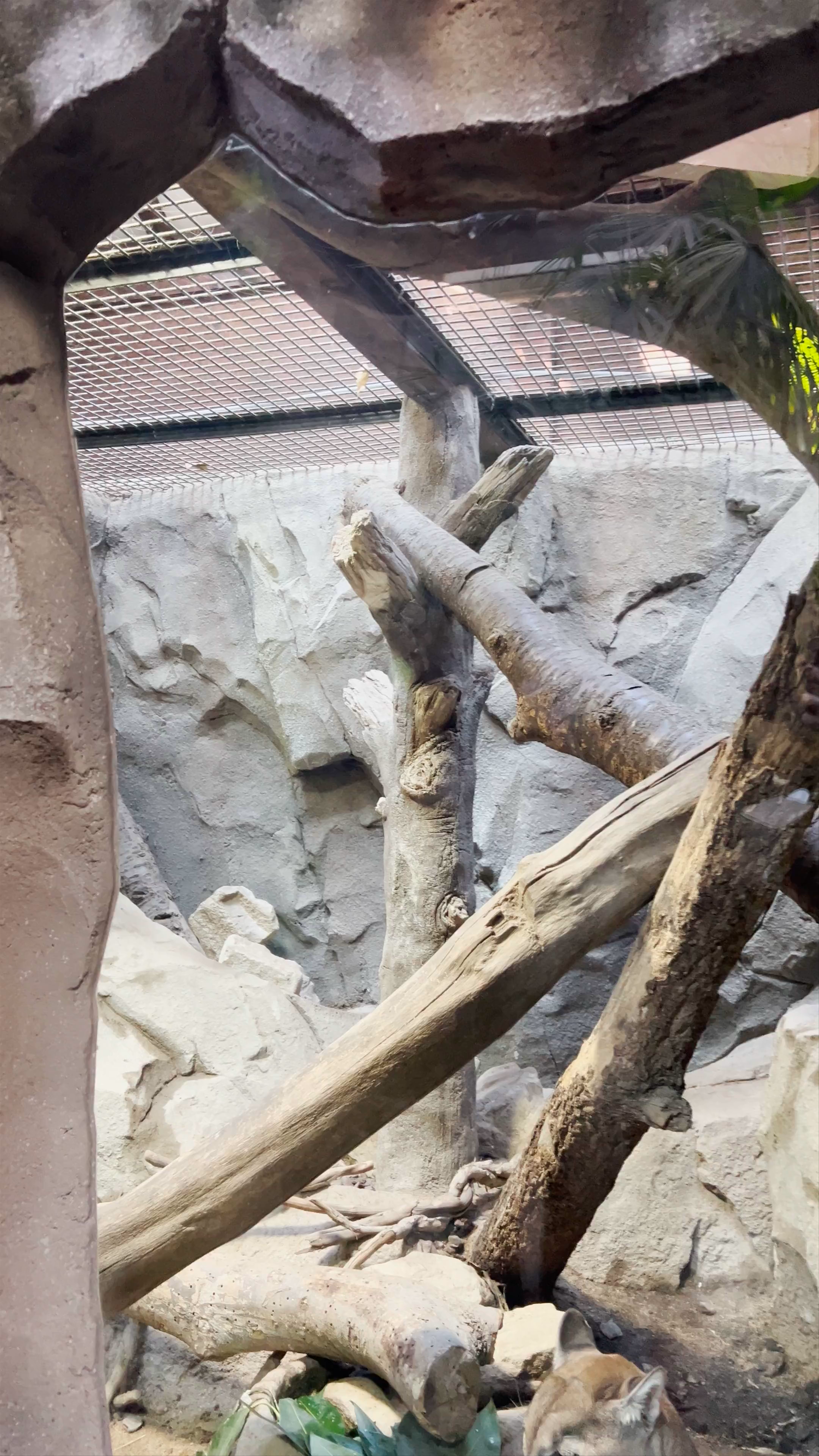 Tranquil Encounter with a Sleeping Cougar in Kobe, Japan