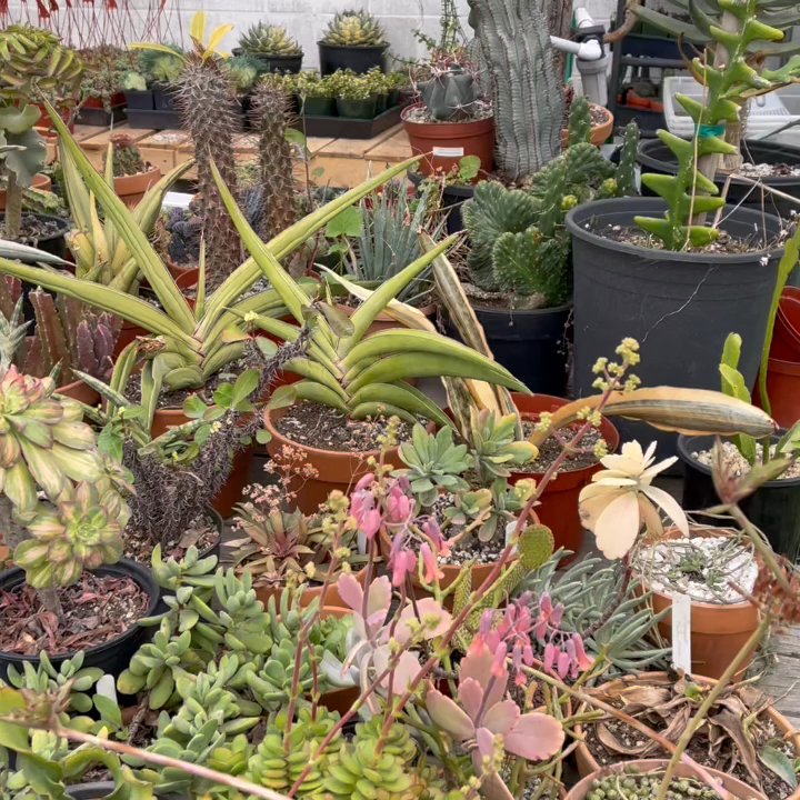 Green Touch Nursery - Part of their private collection - Nurseries & Gardening Near Me - Bellflower, California
