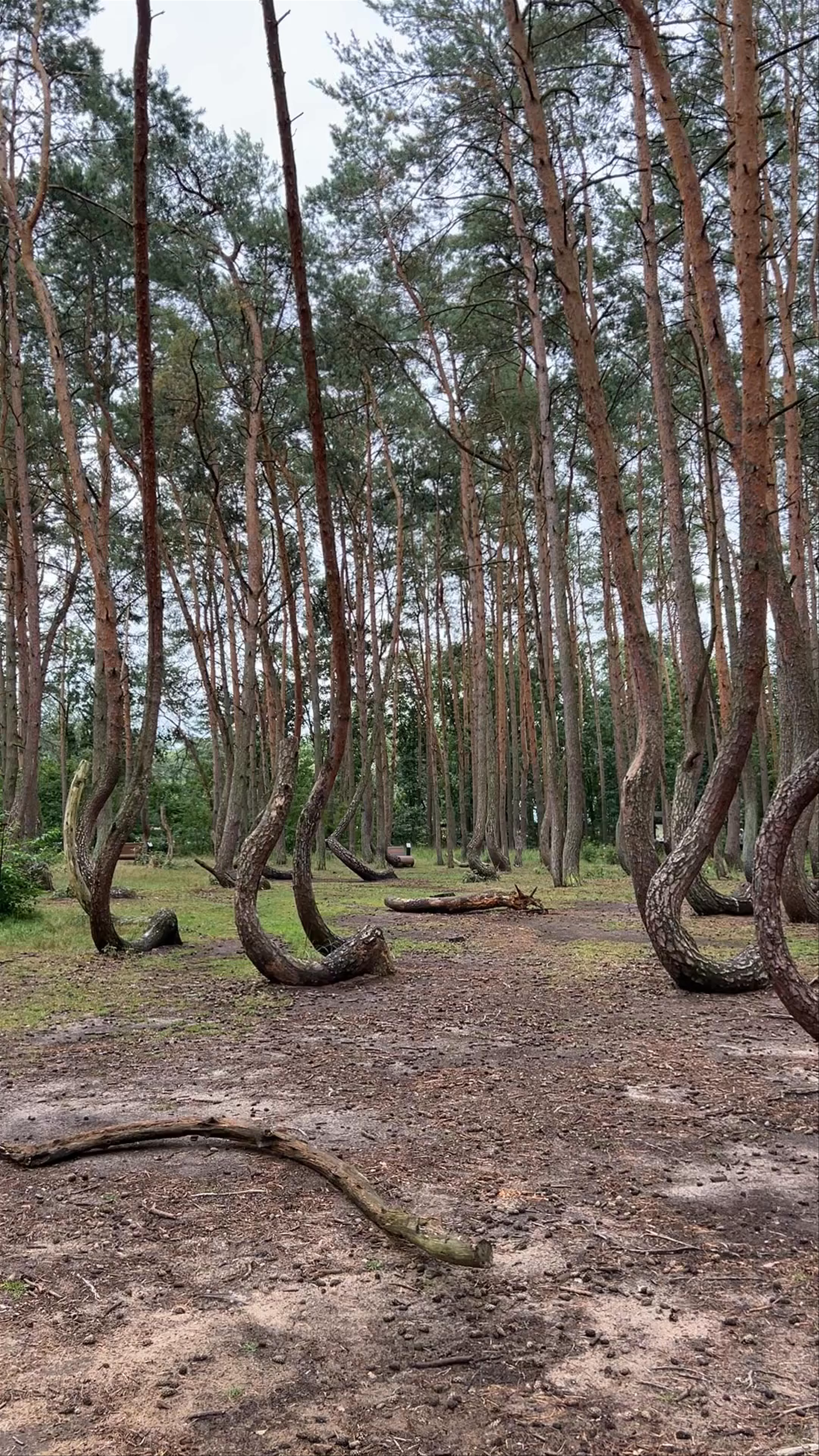 Crooked Forest: Mystical Pines in Nowe Czarnowo, Poland