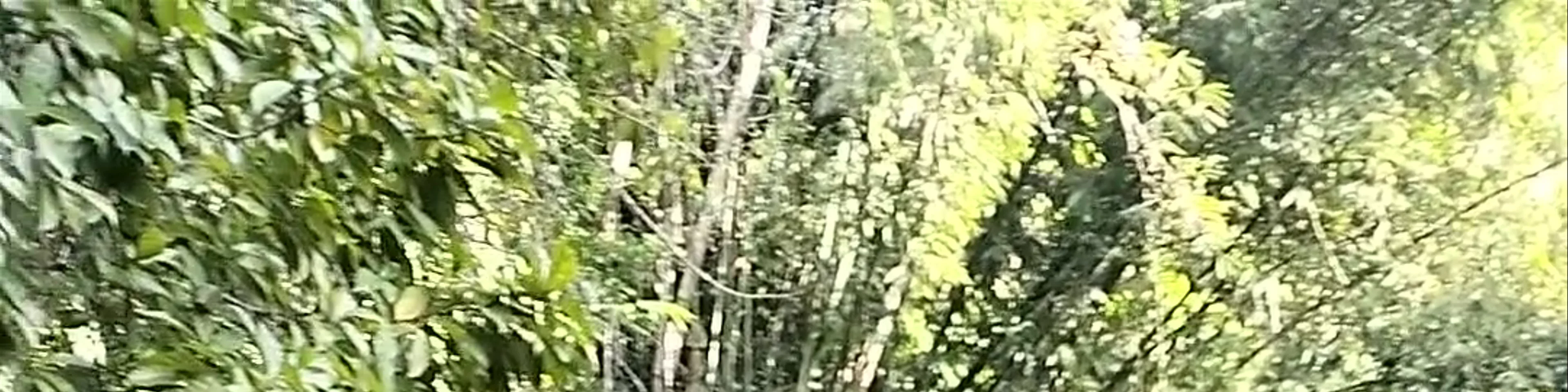 Kawasan Falls & Cave