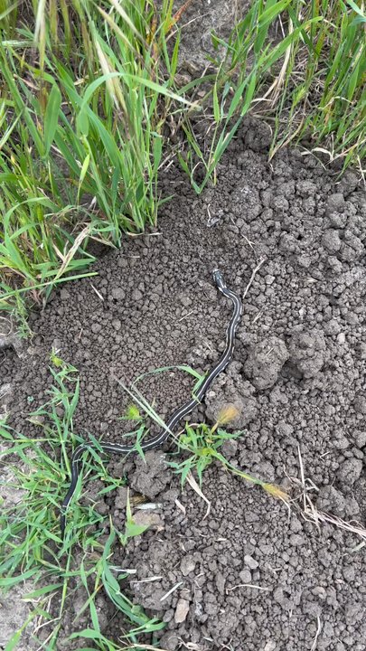 Quail Trail - Snake - Hiking Near Me - Irvine, California