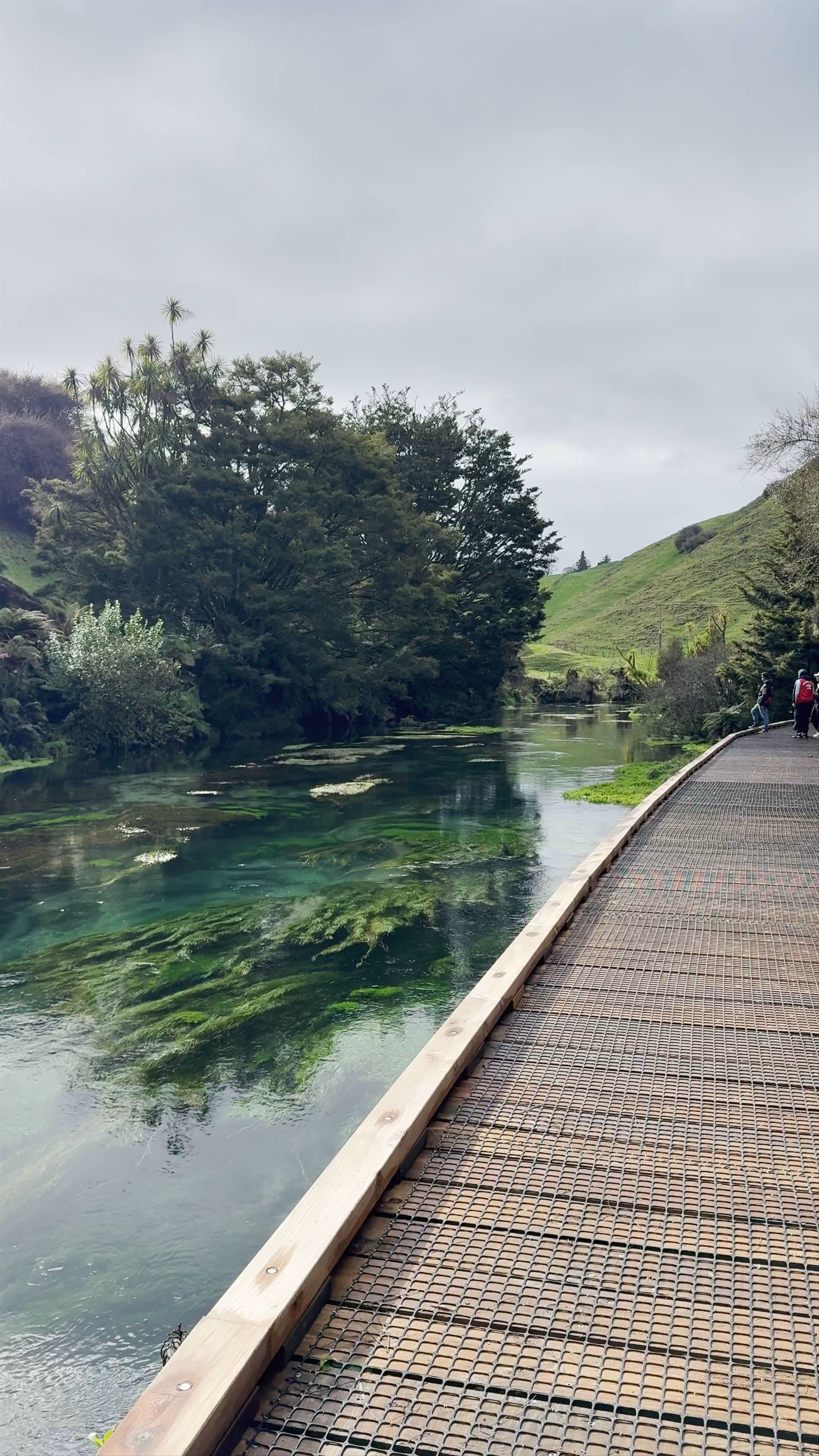 Te Waihou Blue Springs (Whites Road entrance) Whites Road
