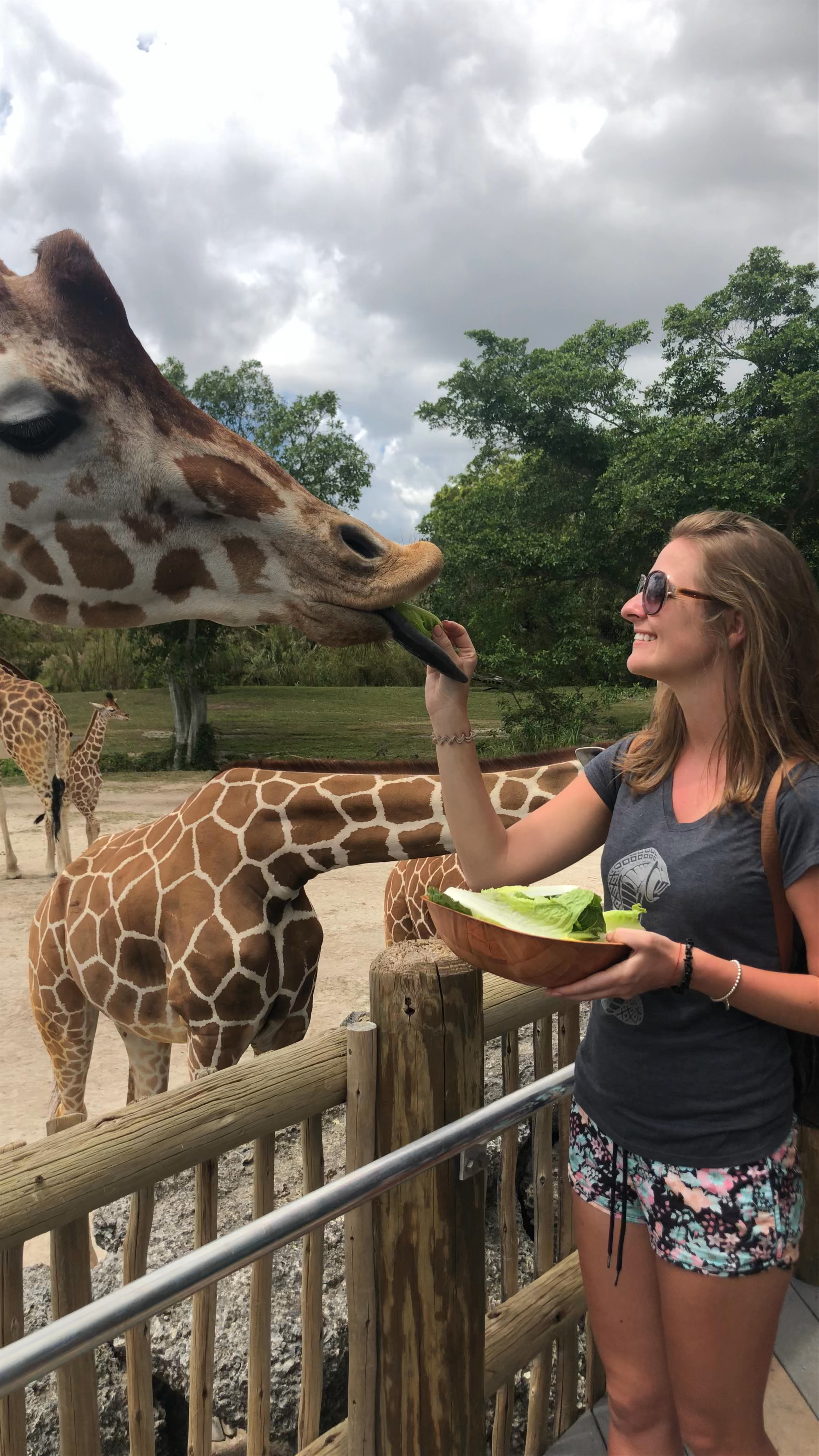 Feeding Giraffes at Zoo Miami: Up-Close Wildlife Experience