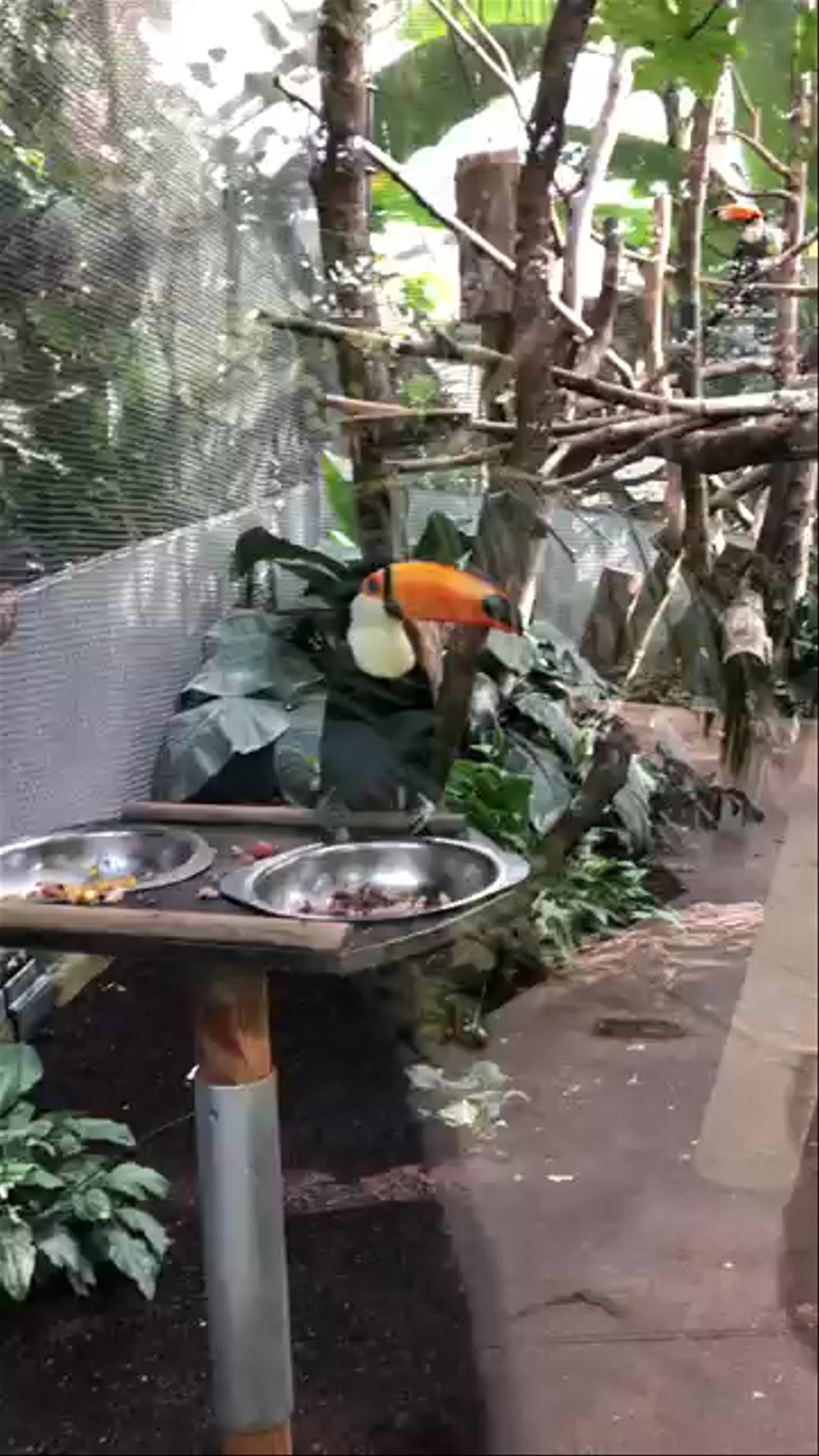 Parc zoologique de Paris: A Vibrant Bird Encounter