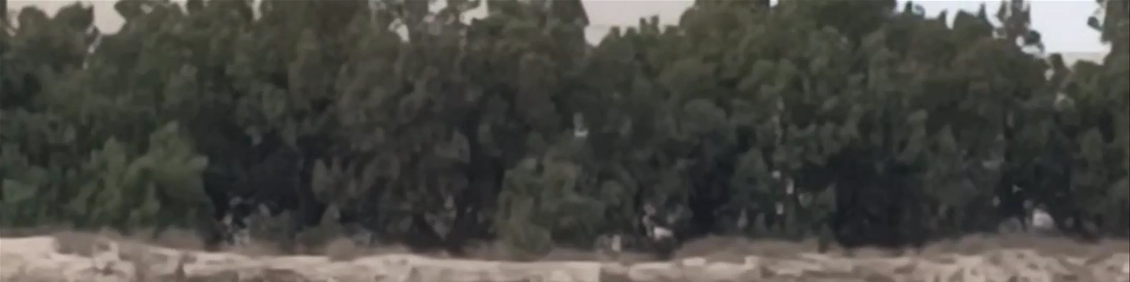 Flamencos de San Pedro del Pinatar