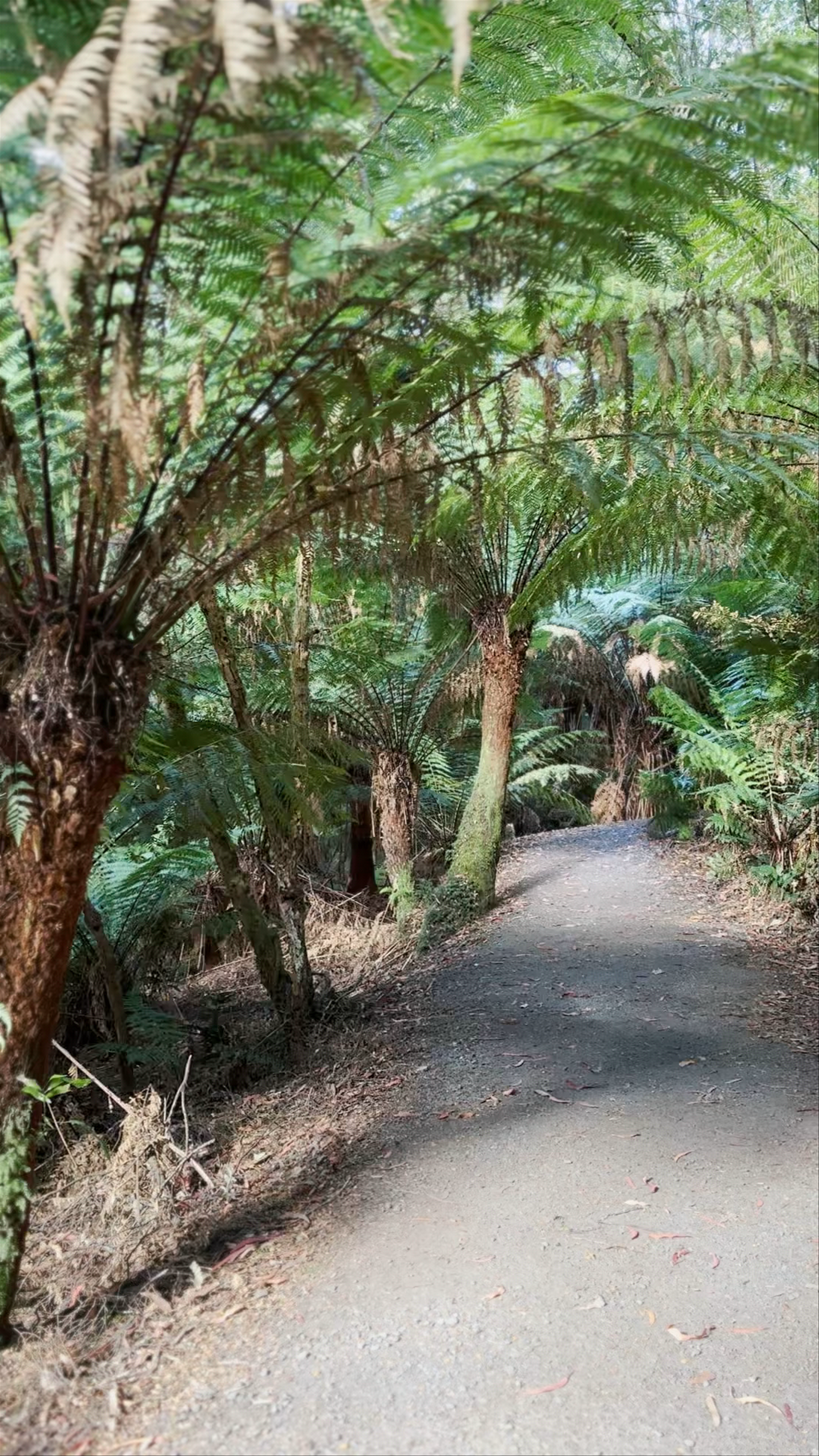 Maits Rest Rainforest Walk