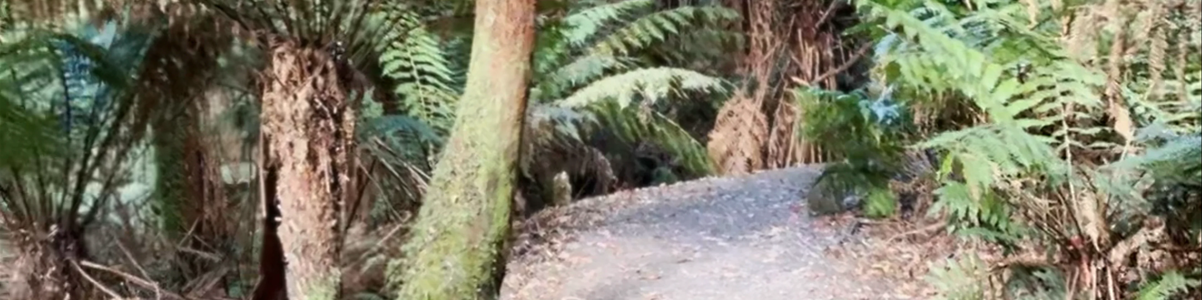 Maits Rest Rainforest Walk