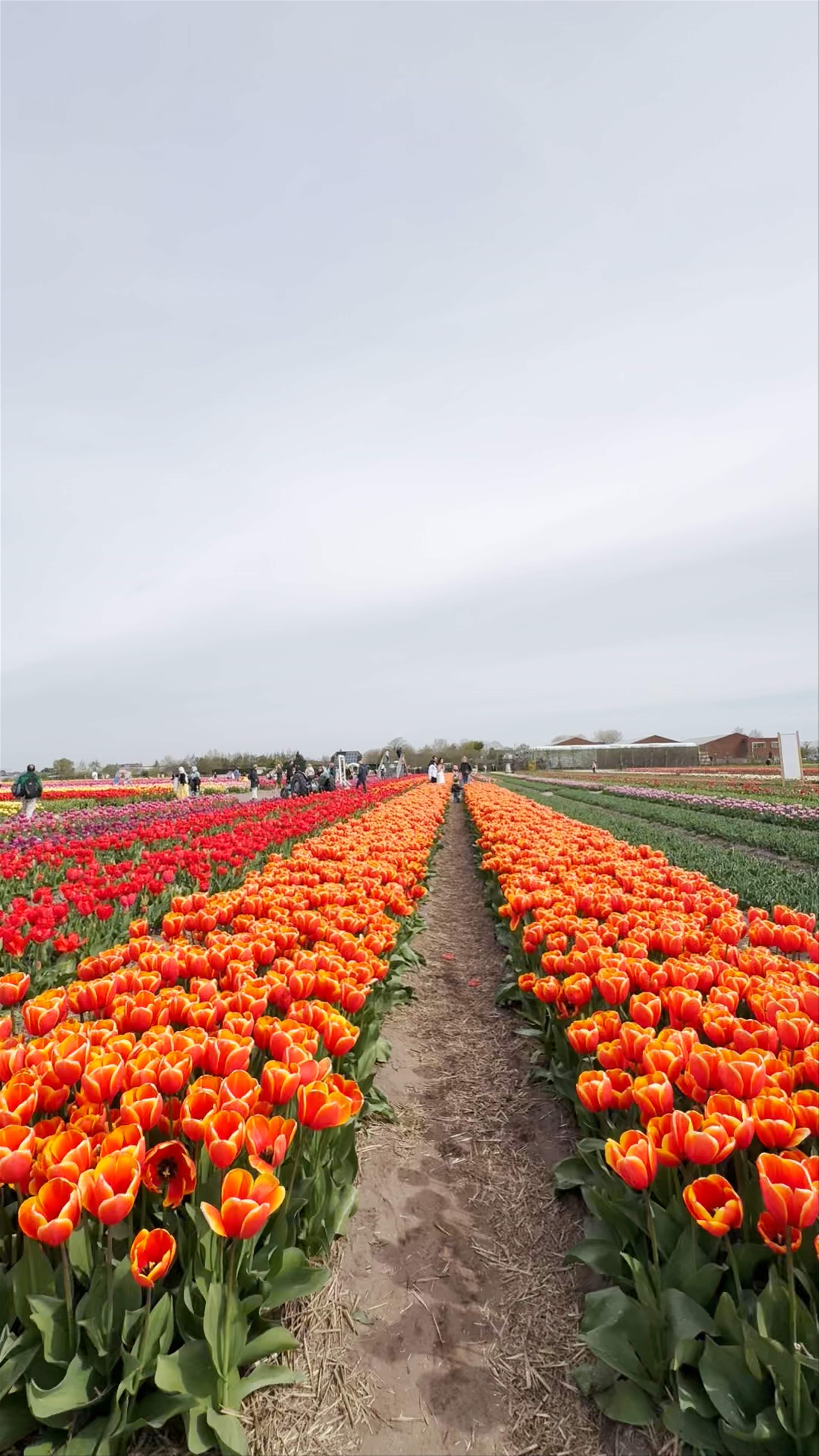 The Tulip Barn