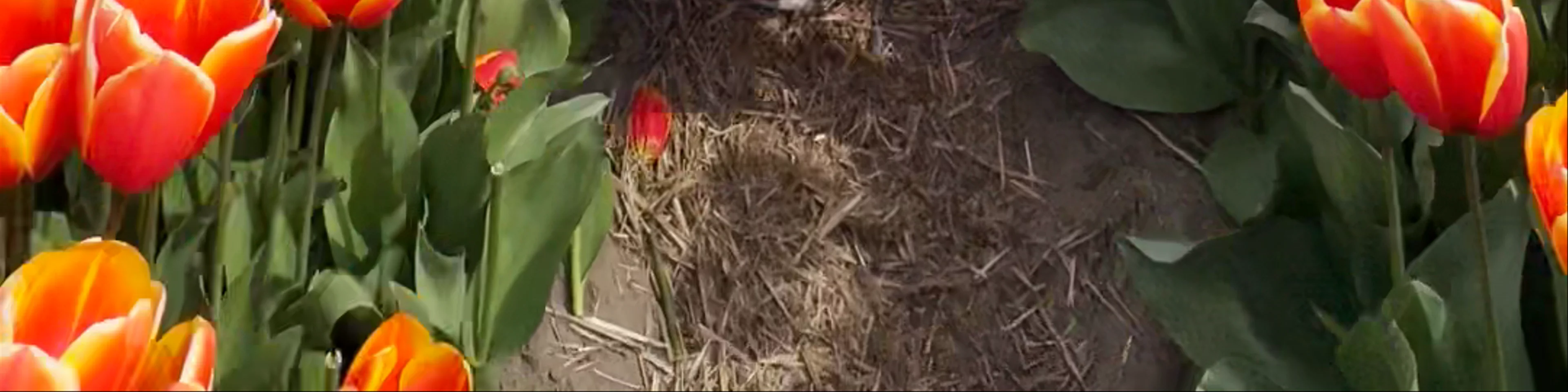 The Tulip Barn