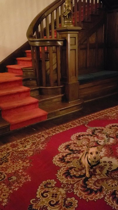 Hotel Havana - Look at 3rd stair from bottom...dark shadow - Hotels Near Me - San Antonio, Texas