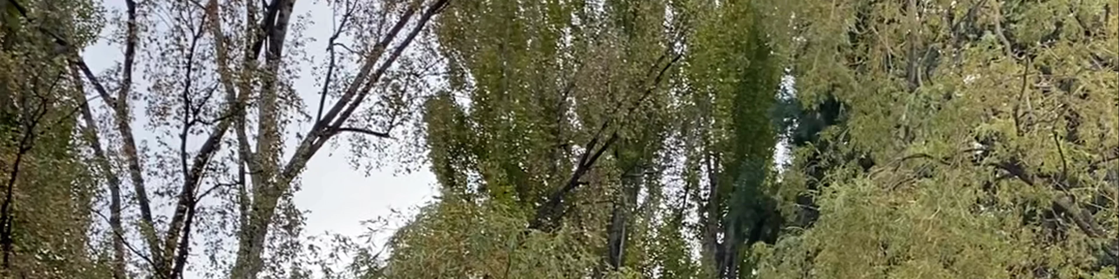 Saint Omer Park