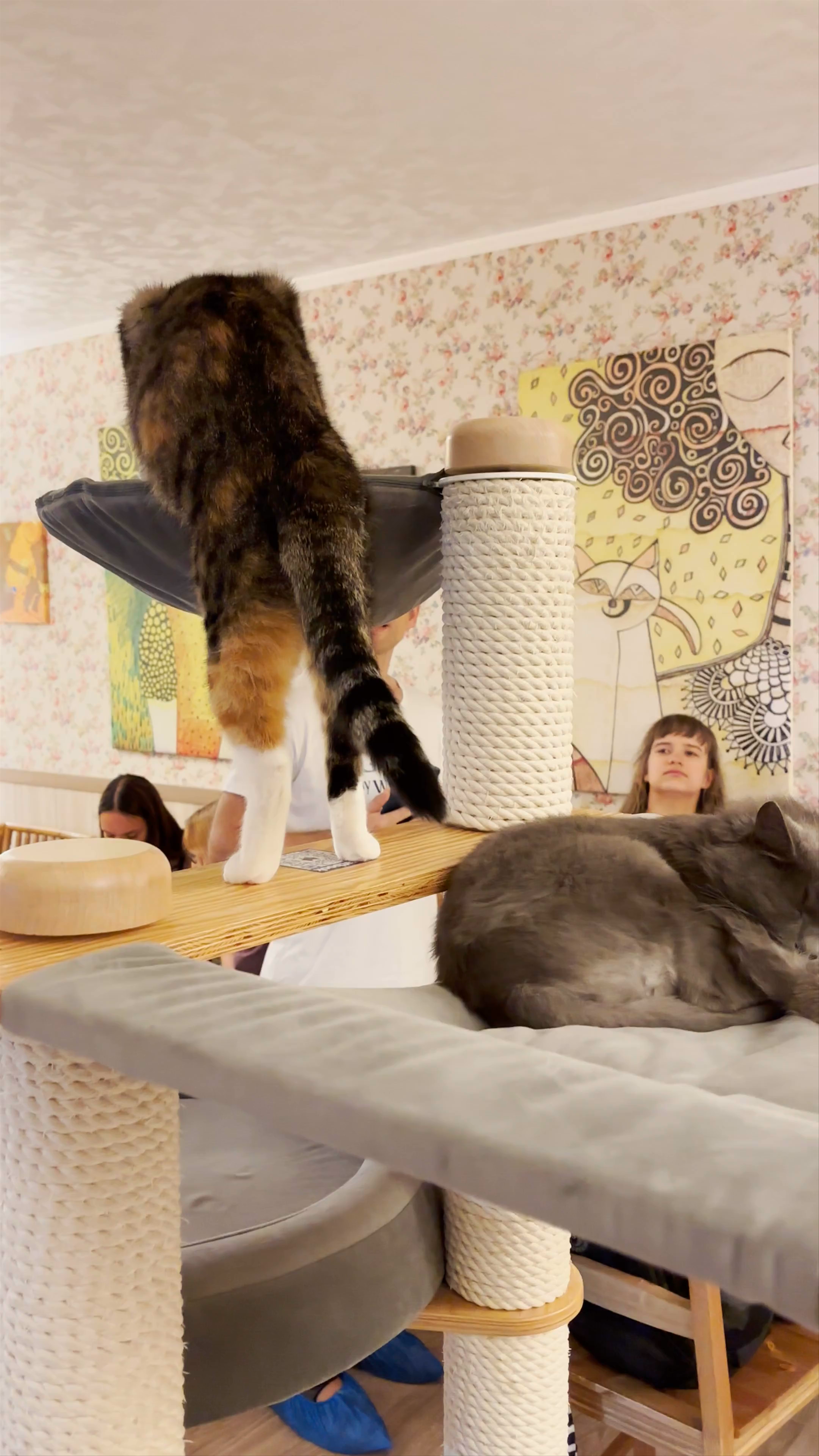 Cat Cafe Experience on Gediminas Avenue, Vilnius