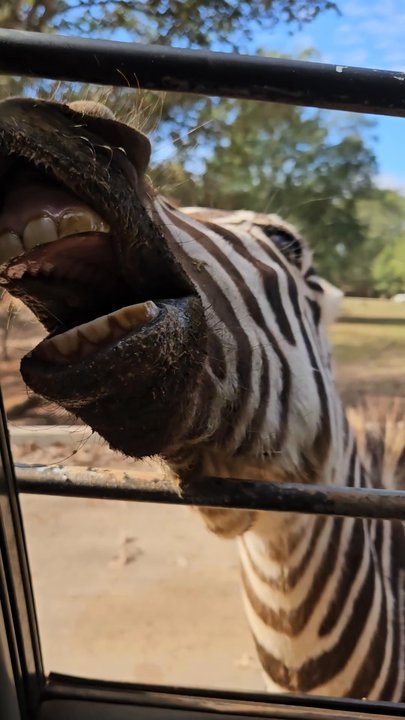 Wild Animal Safari - Zebra getting hit by a big deer - Zoos Near Me - Pine Mountain, Georgia