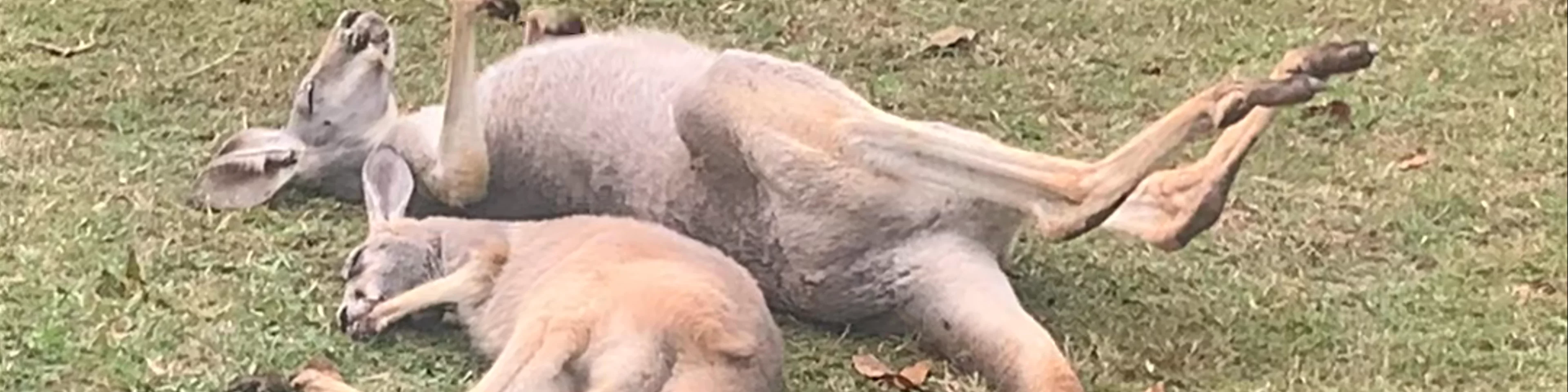Australia Zoo