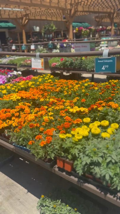 Armstrong Garden Centers - Gorgeous flowers this spring! - Nurseries & Gardening Near Me - Costa Mesa, California