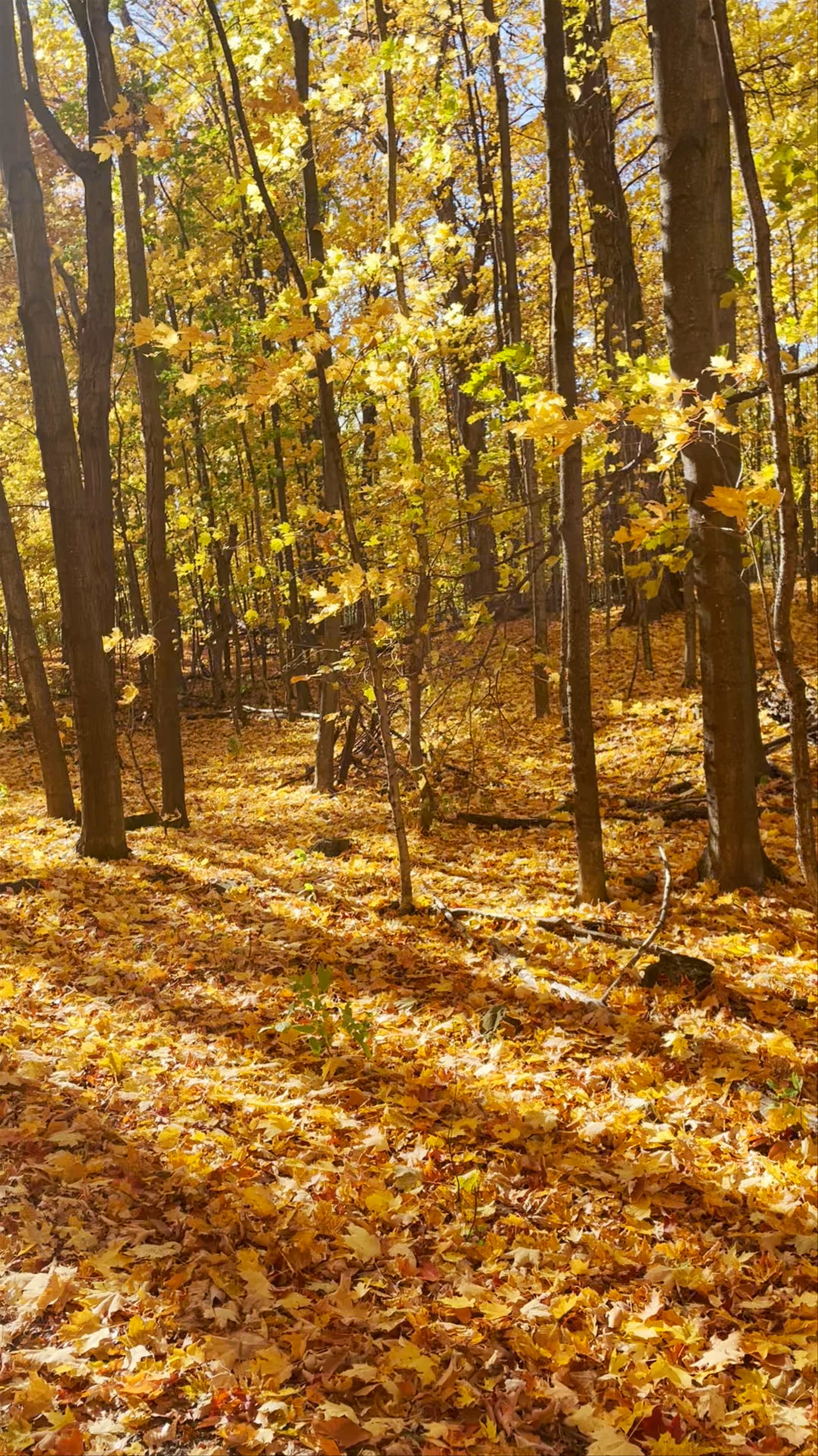 Golden Autumn Walk in Parc-nature du Cap-Saint-Jacques, Quebec