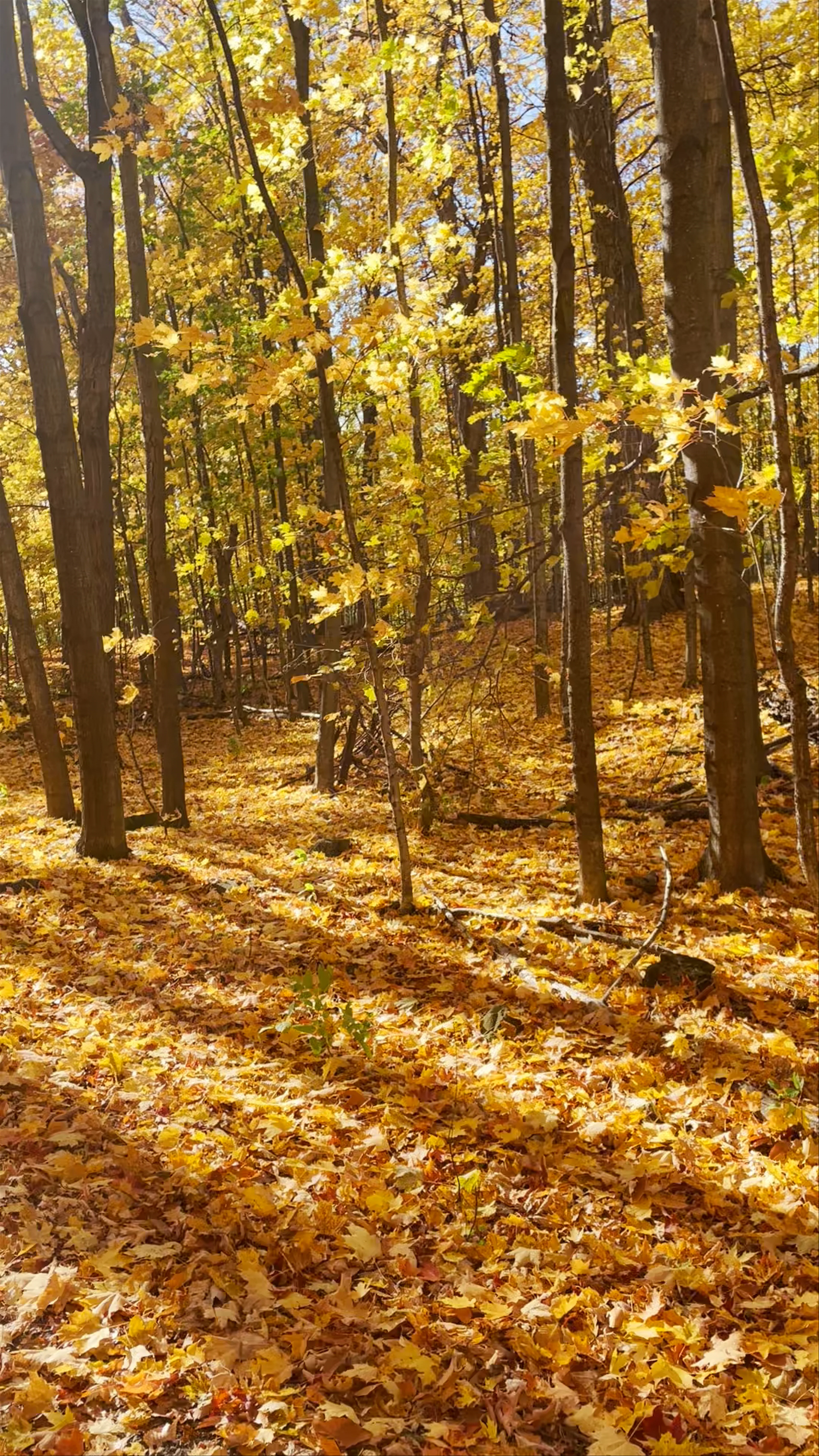 Parc-nature du Cap-Saint-Jacques