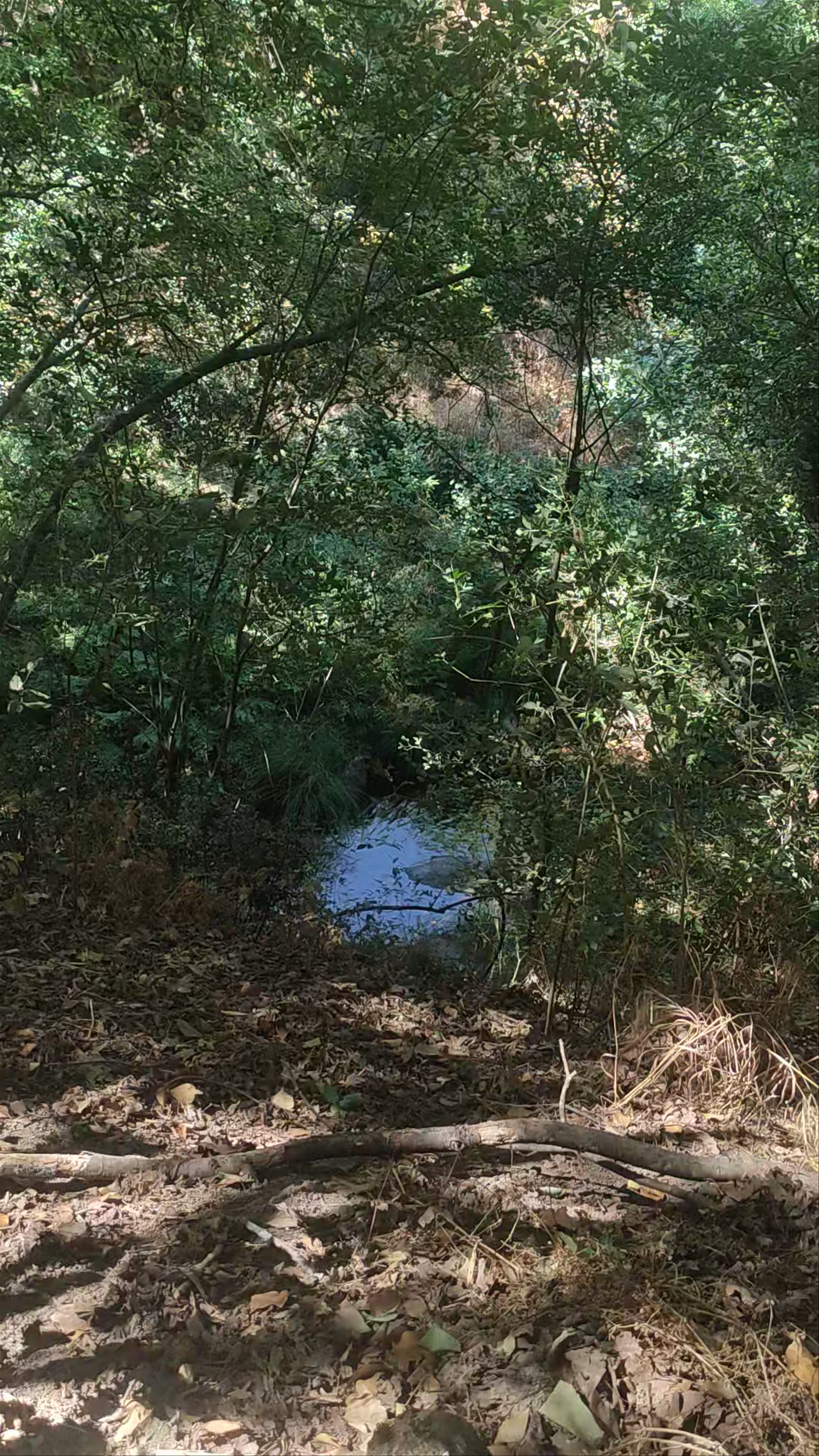 Ruta de las Nogaleas o Nogaledas