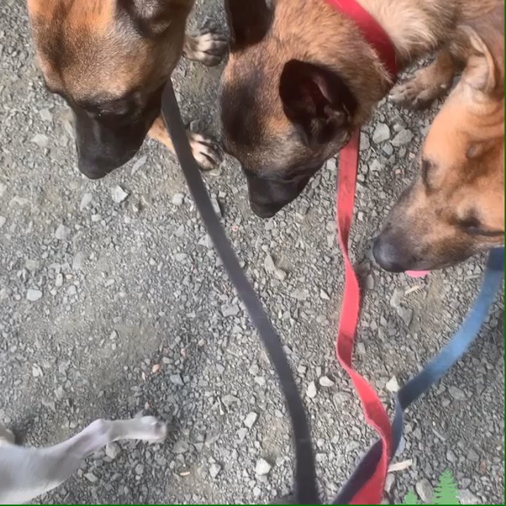 Whiskey K9 - Special dog walks - Pet Training Near Me - Ansonia , Connecticut