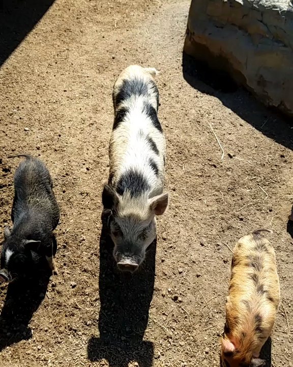 Two by Two Petting Zoo - Petting Zoos Near Me - Monroe, North Carolina