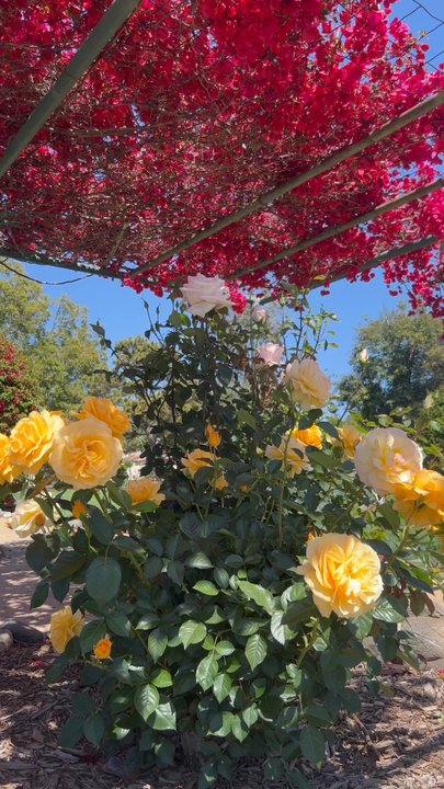 Katie Wheeler Library - Spring time 4/28/24 - Libraries Near Me - Irvine, California