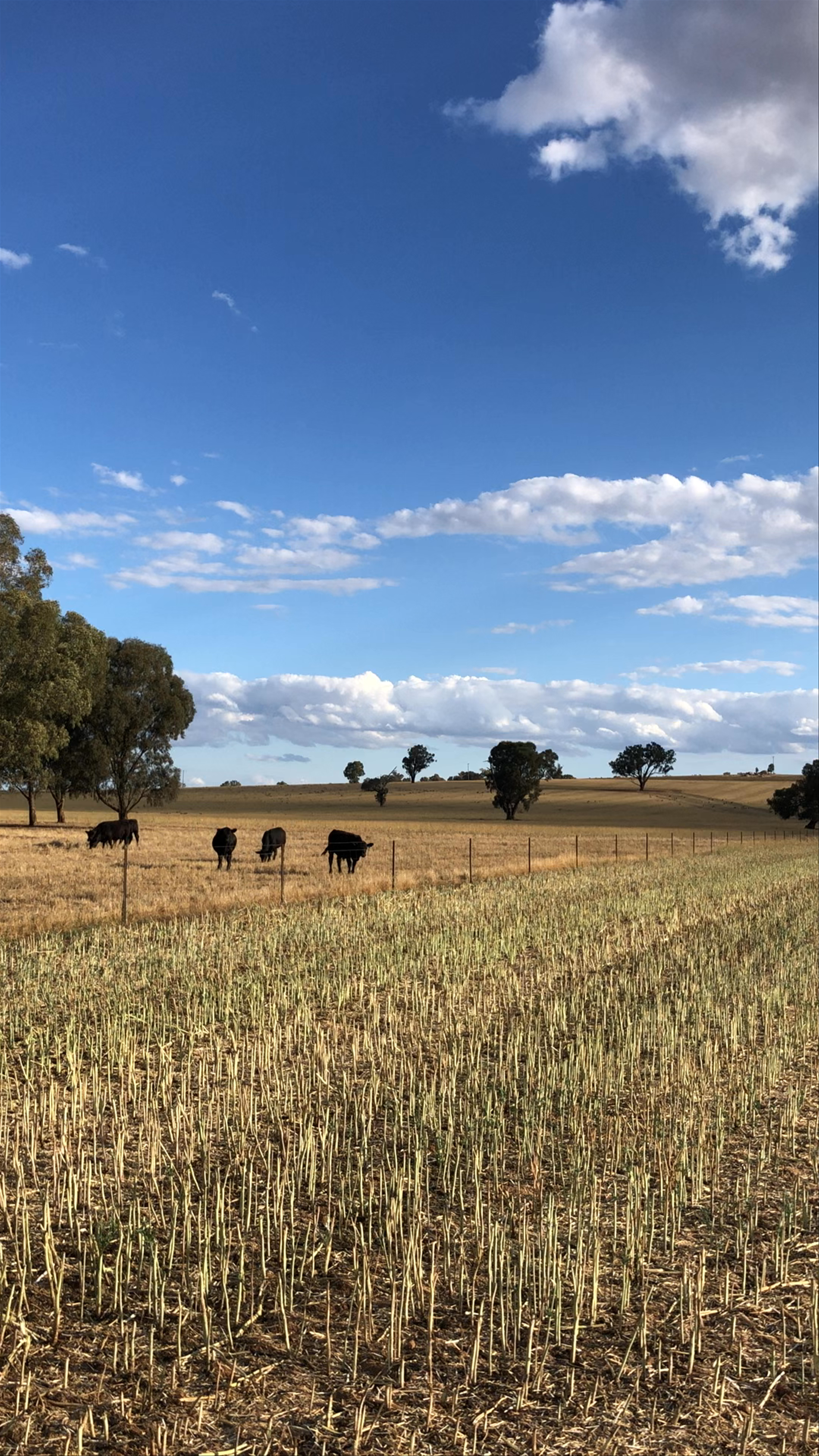 Bulla Creek