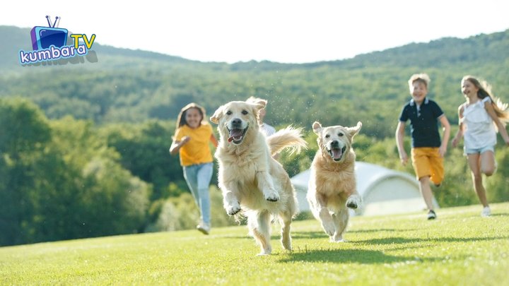 thumbnail Köpekler