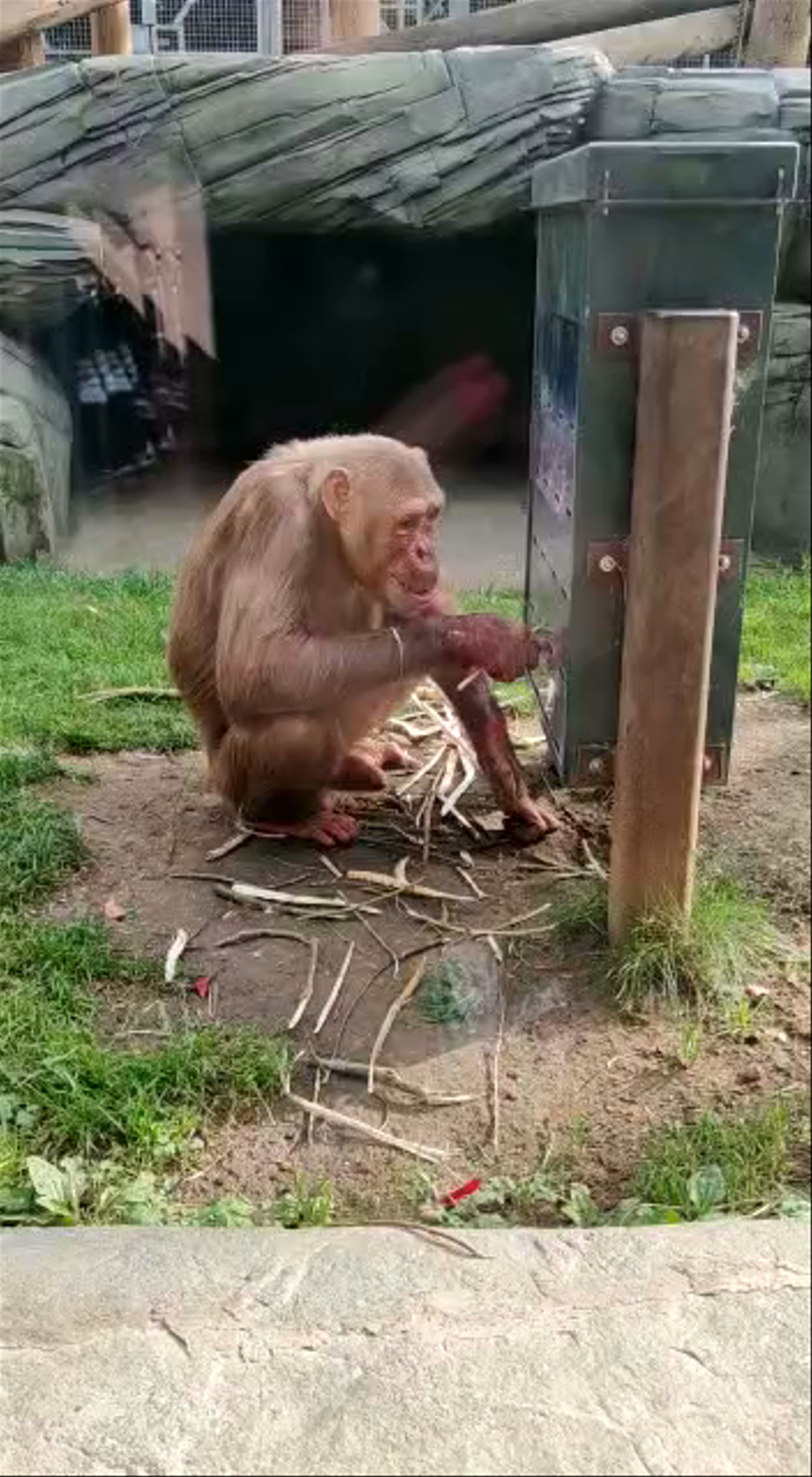 Playful Chimpanzee Interaction at Colchester Zoo
