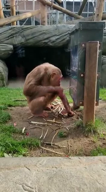 Colchester Zoo