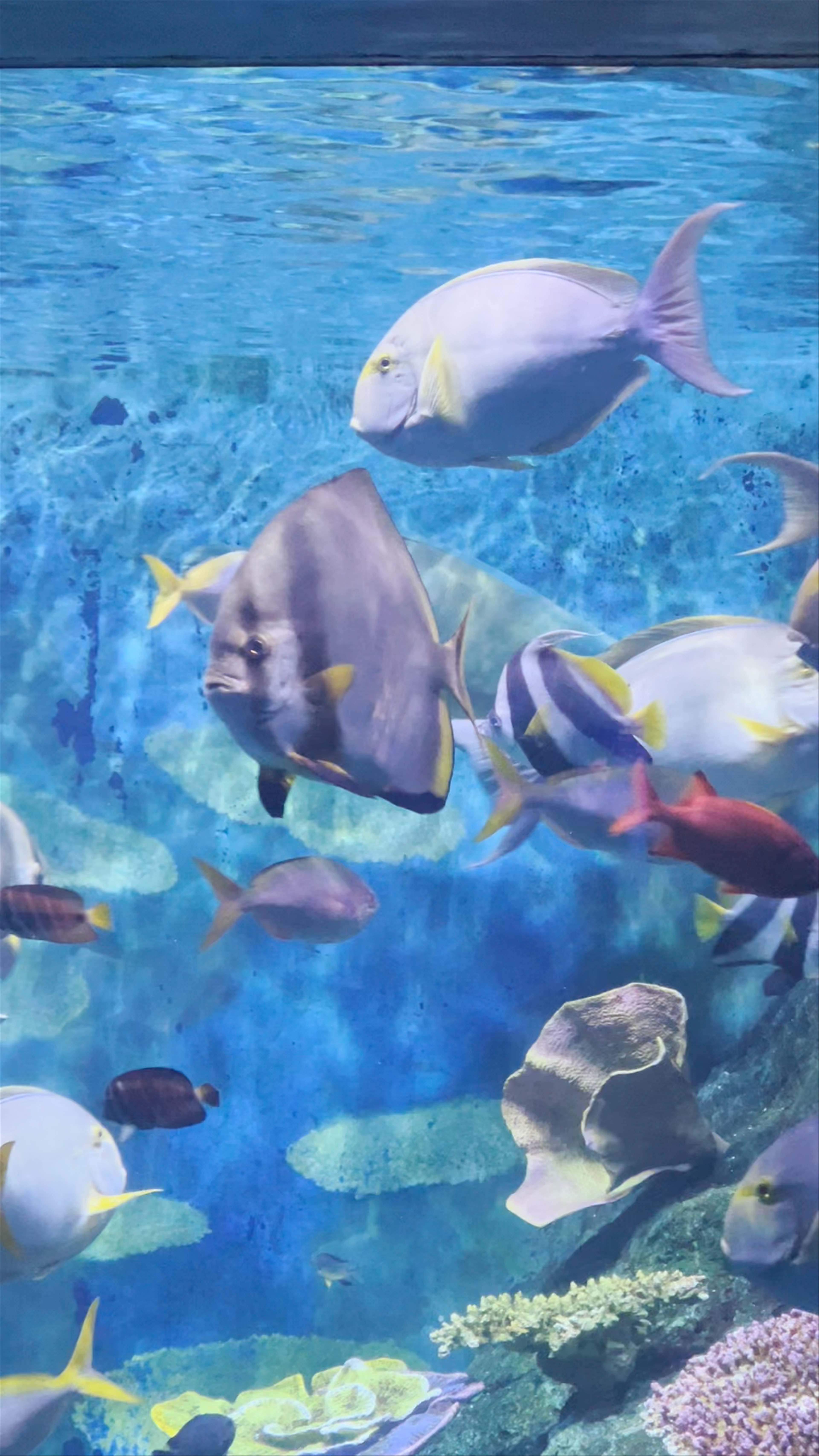 SEA LIFE Bangkok Ocean World: A Mesmerizing Underwater Adventure