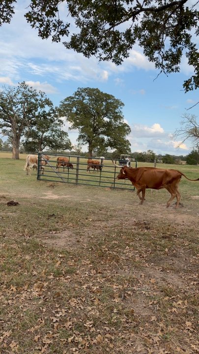 Davis Ranch Retreat - Bed & Breakfast Near Me - Waelder, Texas