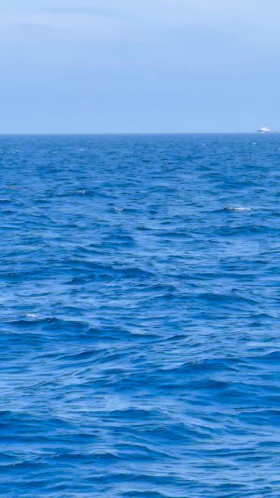 Next Level Sailing - A humpback whale flipping out of the water. - Boat Charters Near Me - San Diego, California