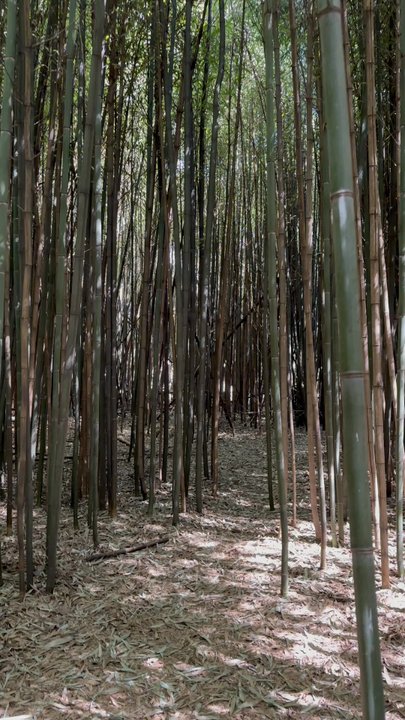 Rutgers Gardens - Bamboo forest - Botanical Gardens Near Me - New Brunswick, New Jersey