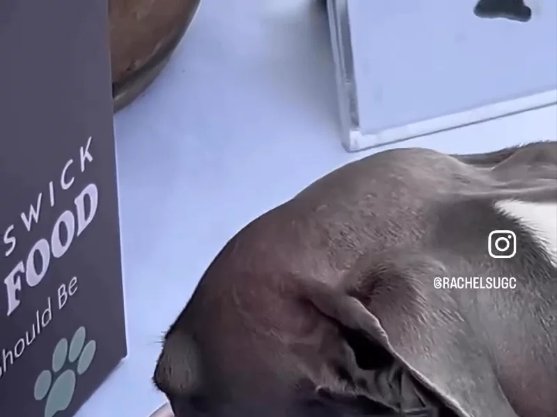 Dog Food