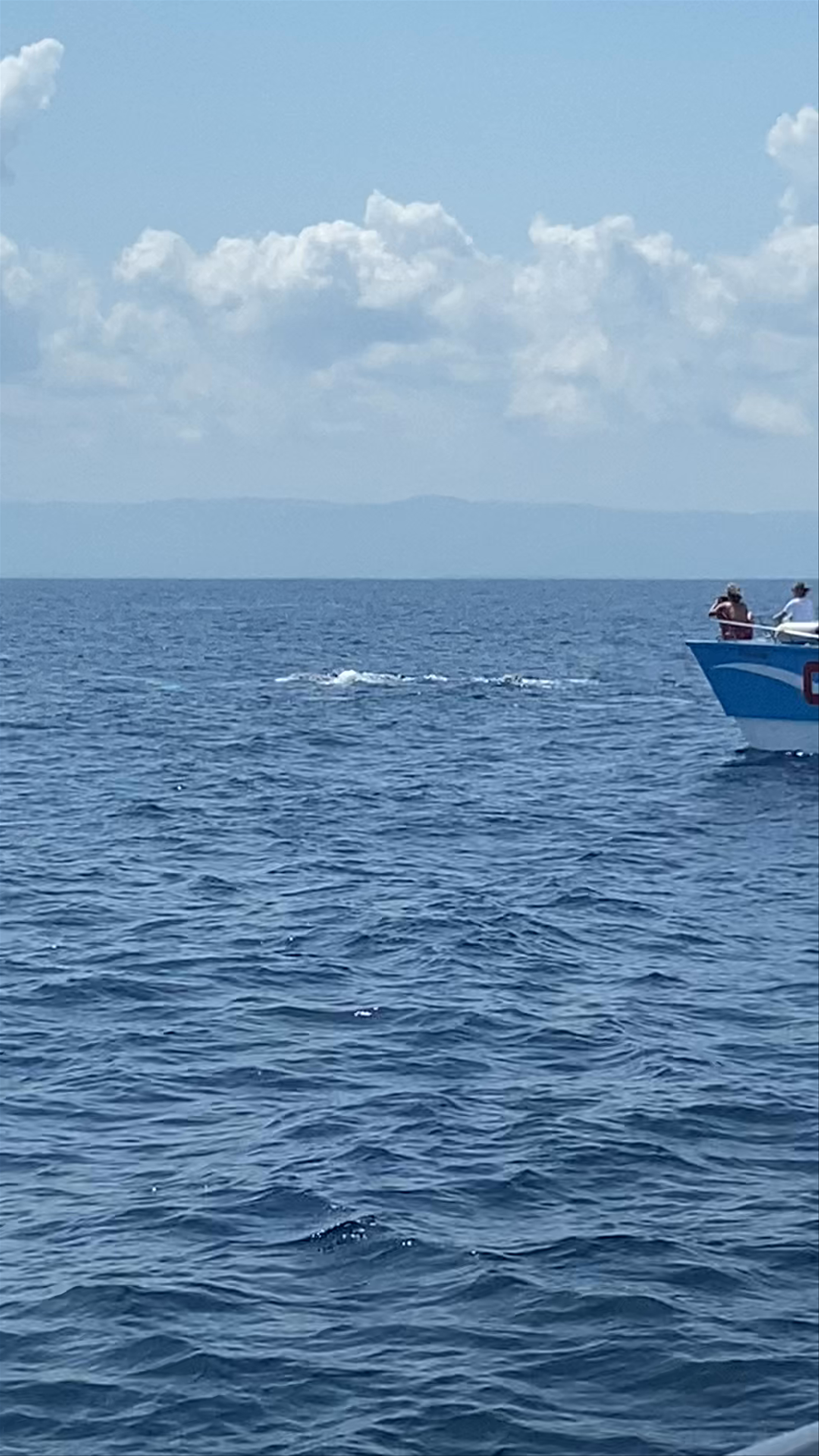 Whale Samana by Kim Beddall