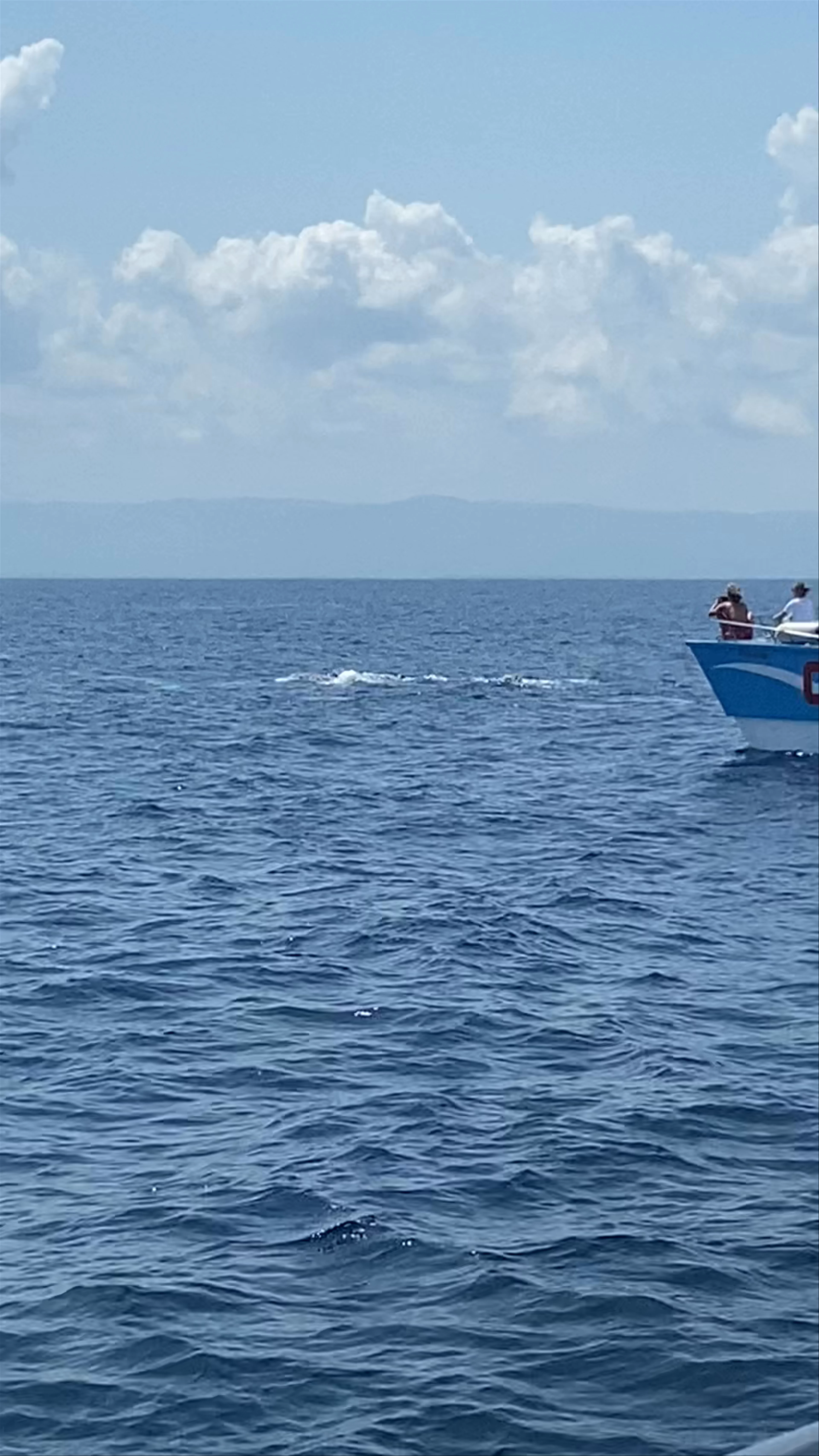 Whale Samana by Kim Beddall