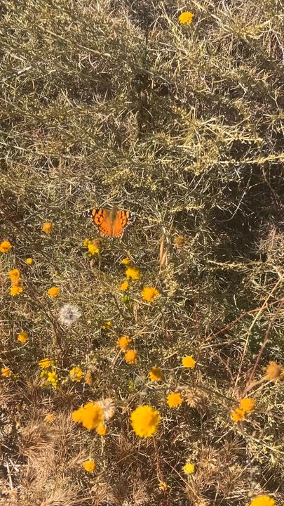 Cabrillo National Monument - A butterfly on wildflowers overlooking the ocean cliffs - Parks Near Me - San Diego, California