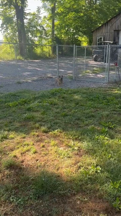 SJ’s Dog Boarding - An example of the type of update videos we got. - Pet Boarding Near Me - Morrison, Tennessee