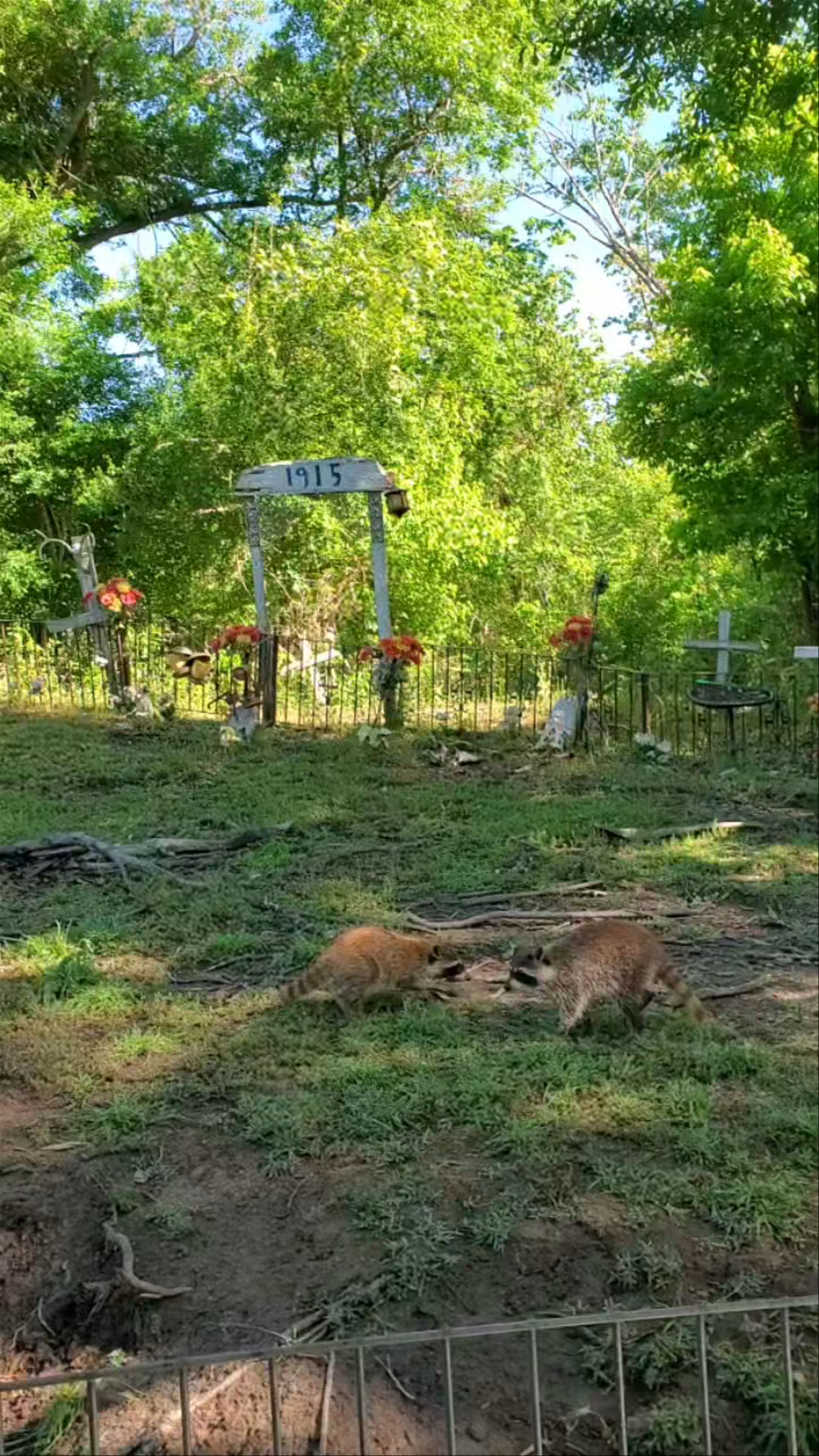 Cajun Pride Swamp Tours