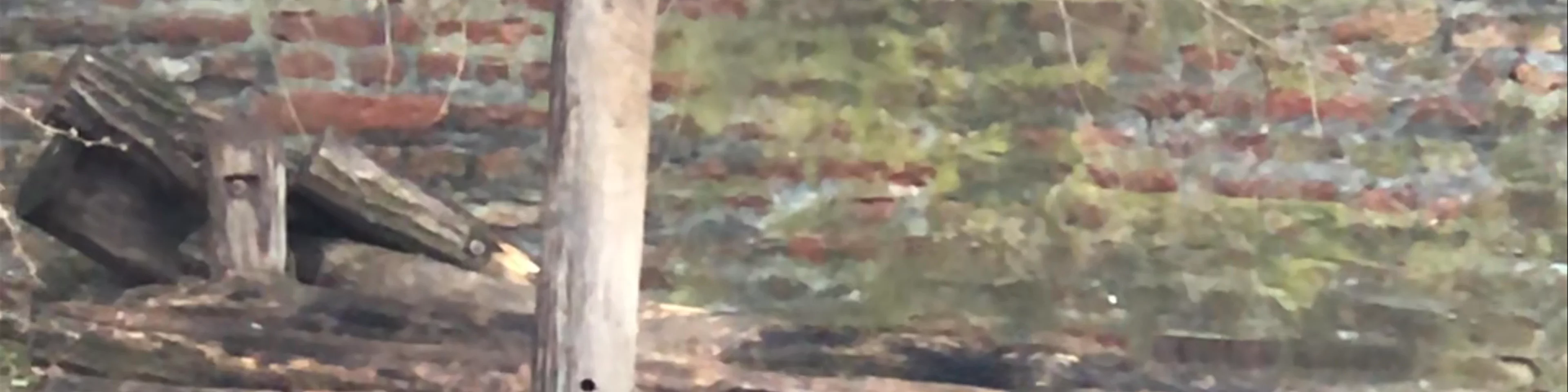 Belgrade Zoo