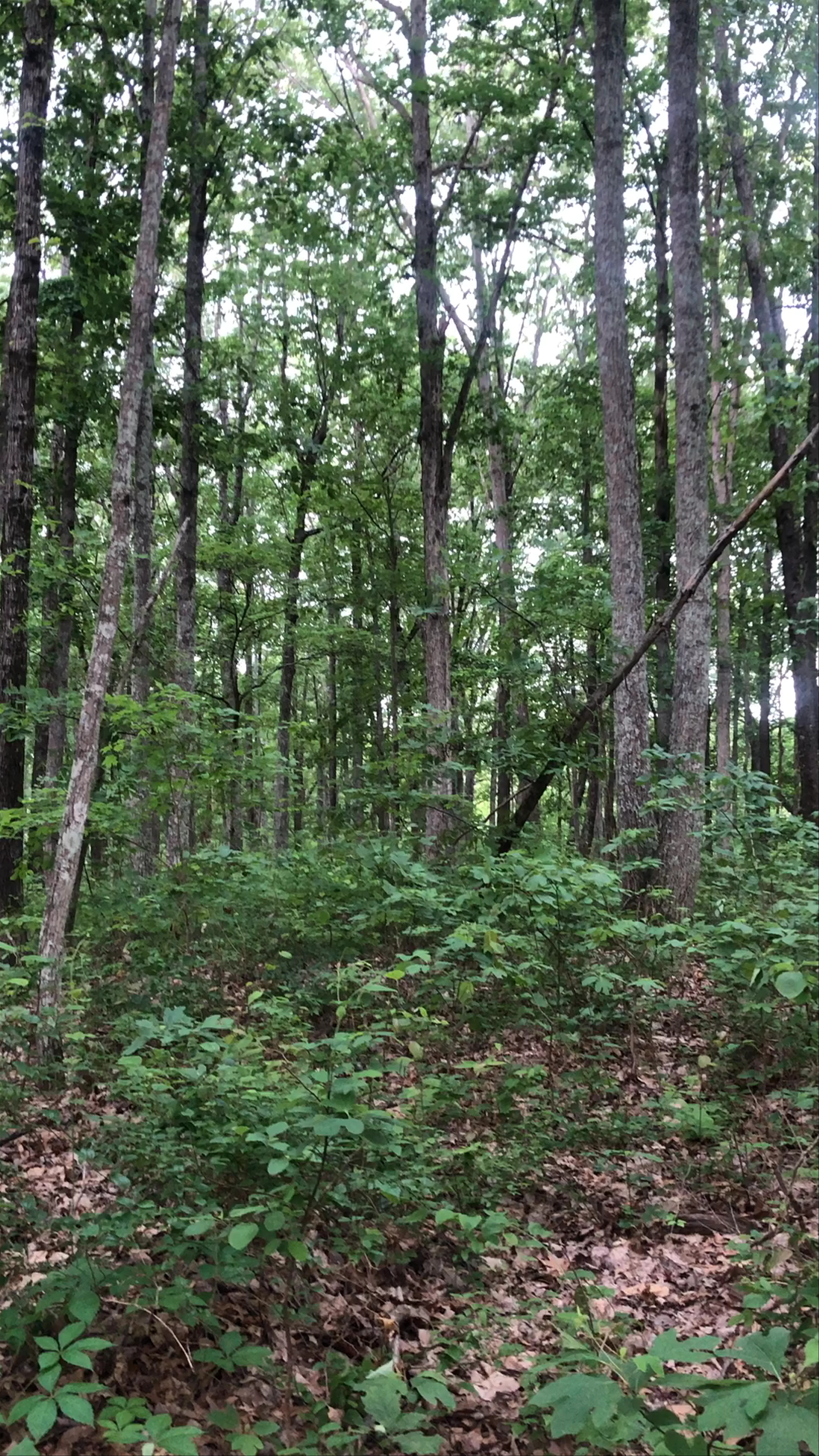 Beaman Park, Ashland City, TN, USA