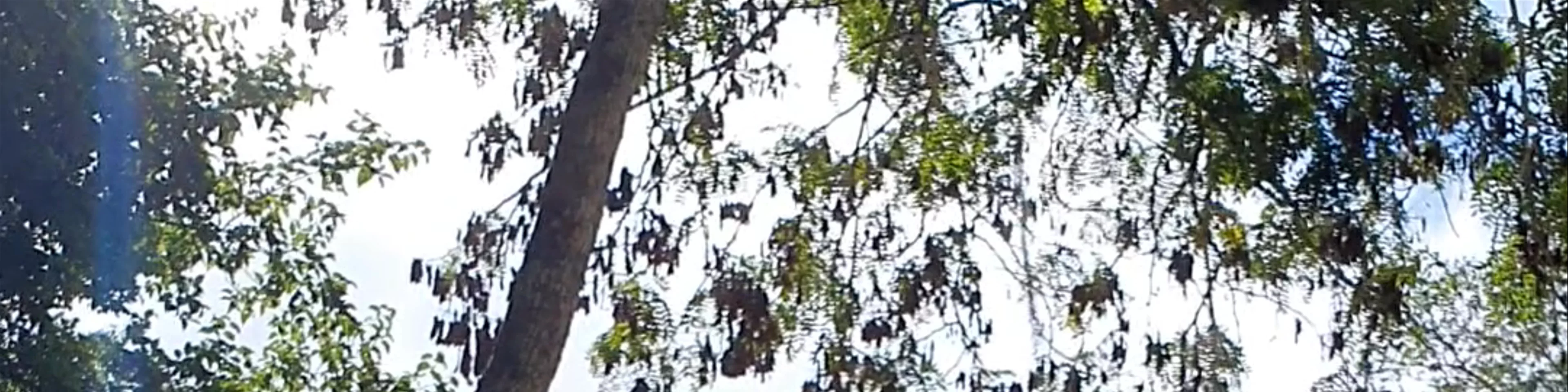 Reserva de la Biosfera Calakmul