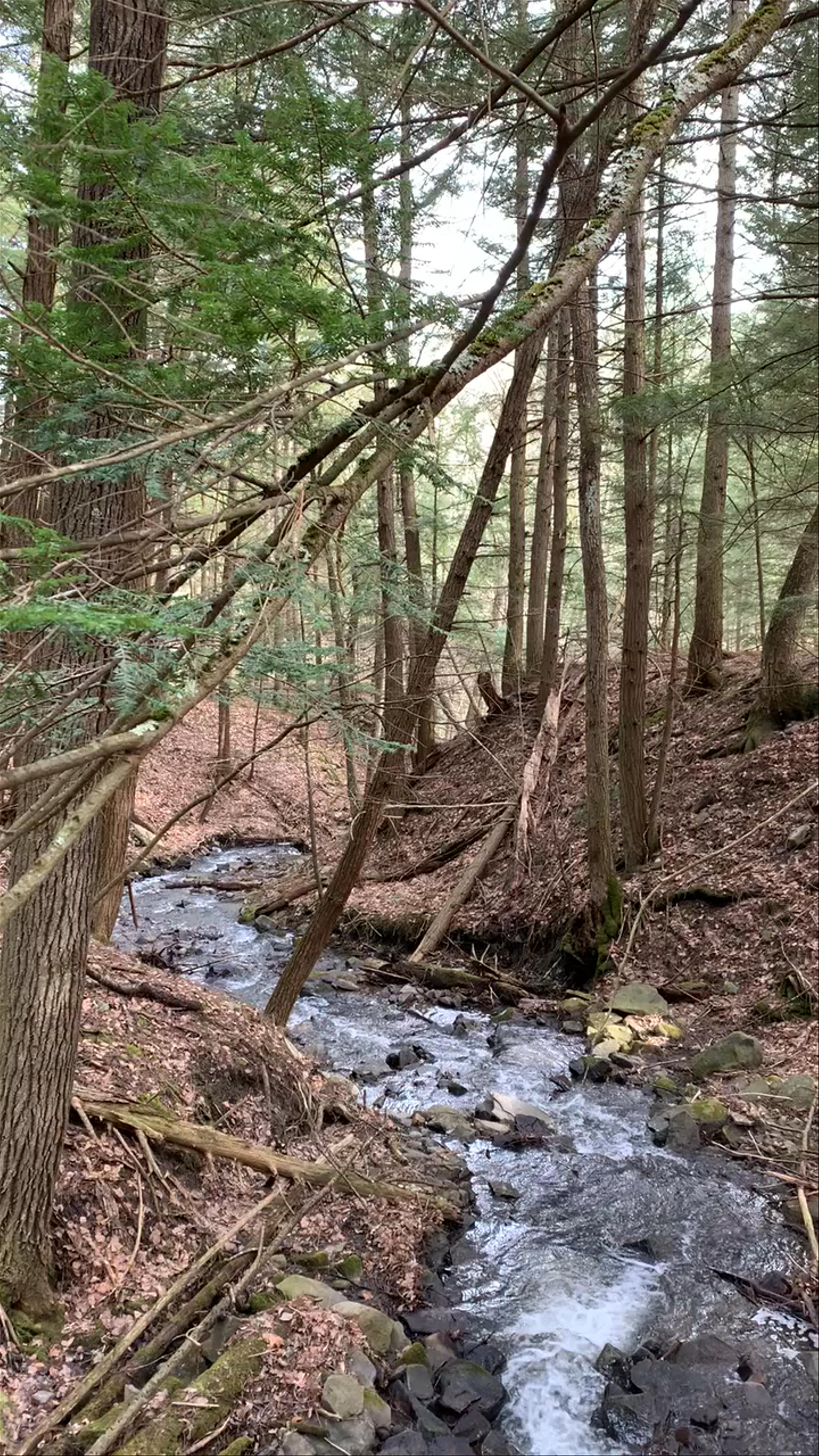 Hiking in Mine Kill State Park
