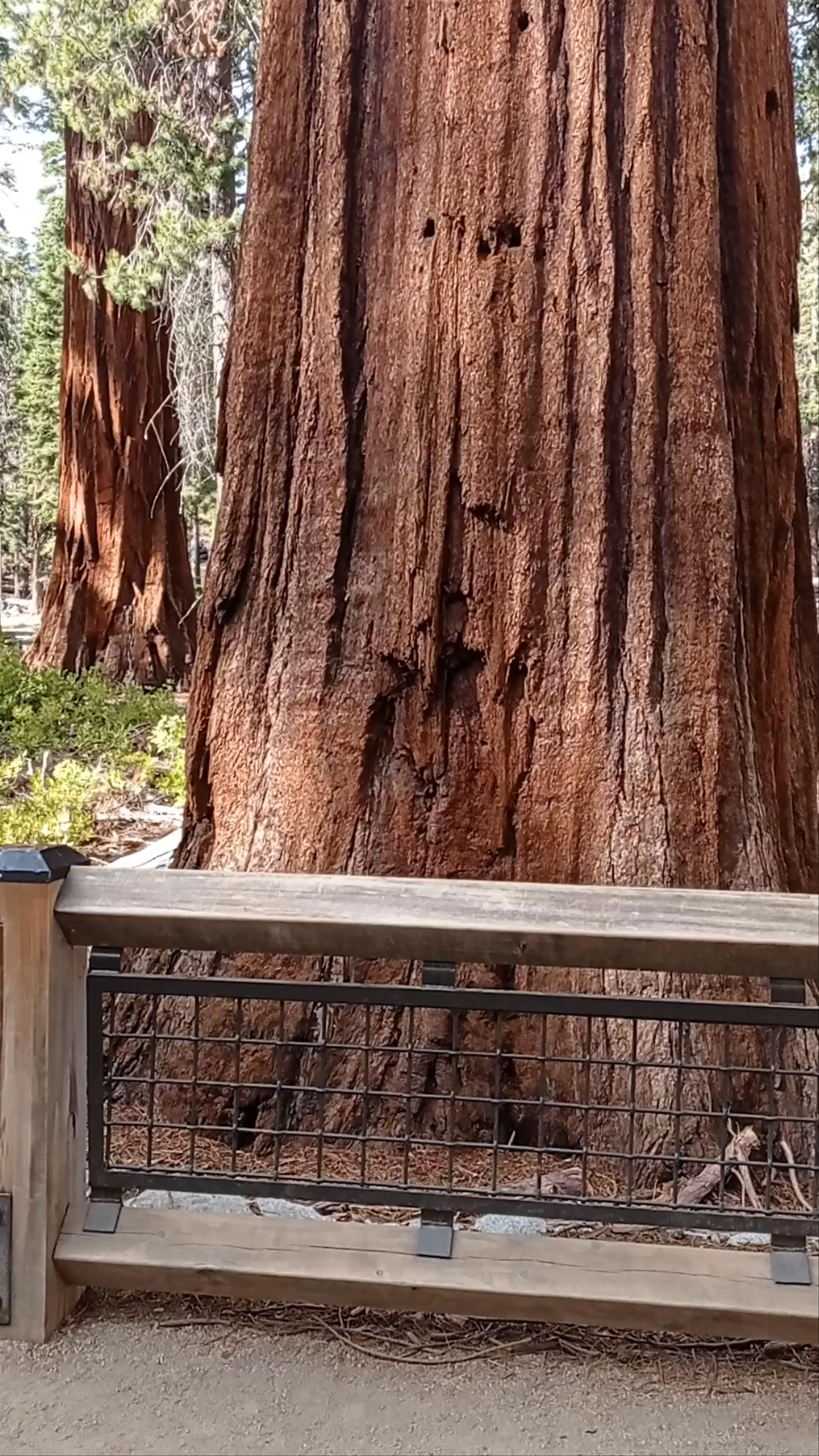 Mariposa Grove of Giant Sequoias