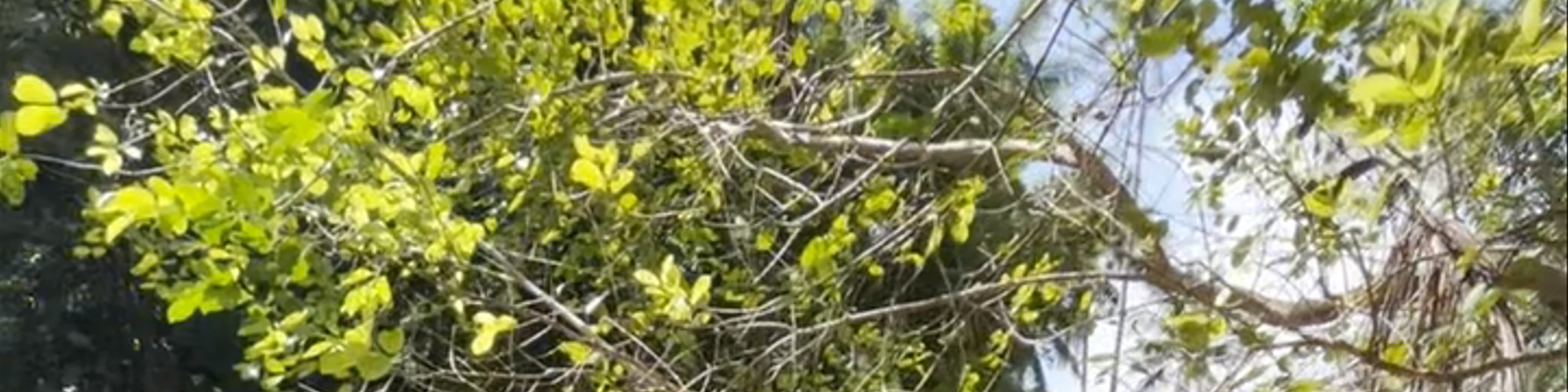 Cambugahay Falls