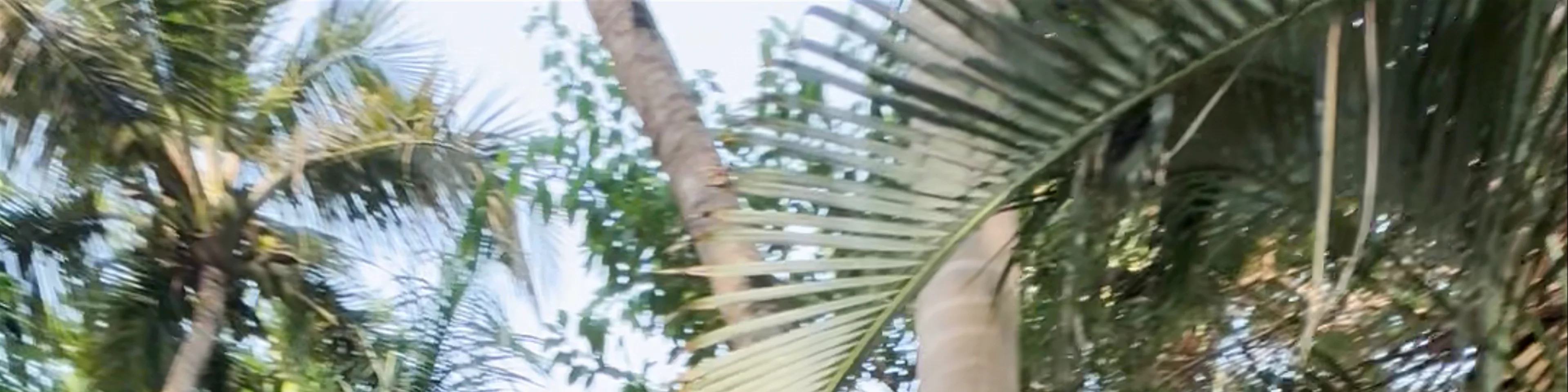 Sameer Beachfront Cottages