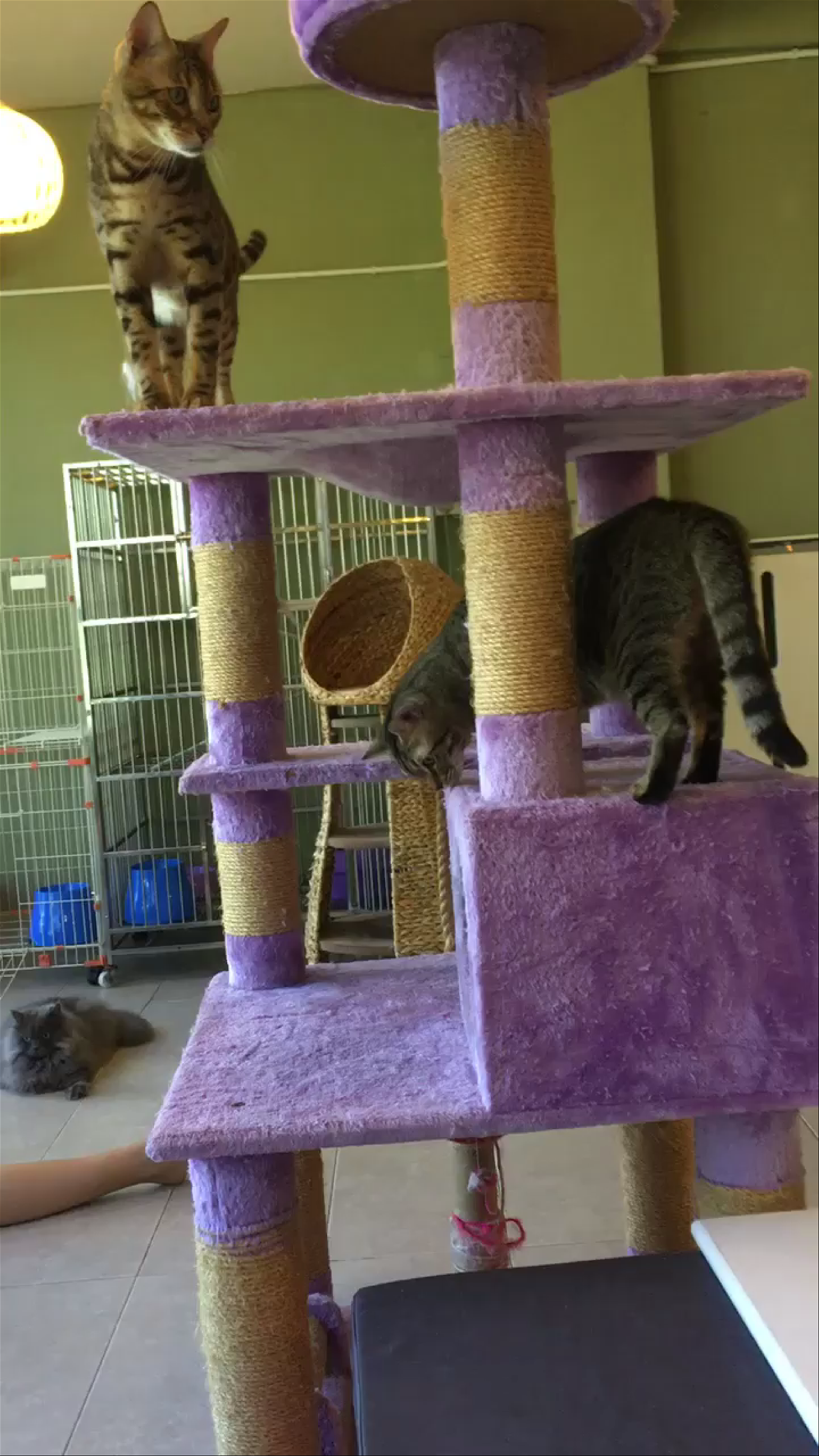 Meow Meow Cat Cafe: Cozy Feline Retreat in Kuching